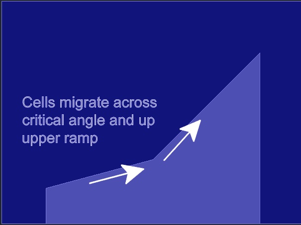 Figure 11: Migration step, showing the plating well filled with medium after suctioning and rinsing. Cells that adhered on the lower surface of the device migrate across the critical angle.