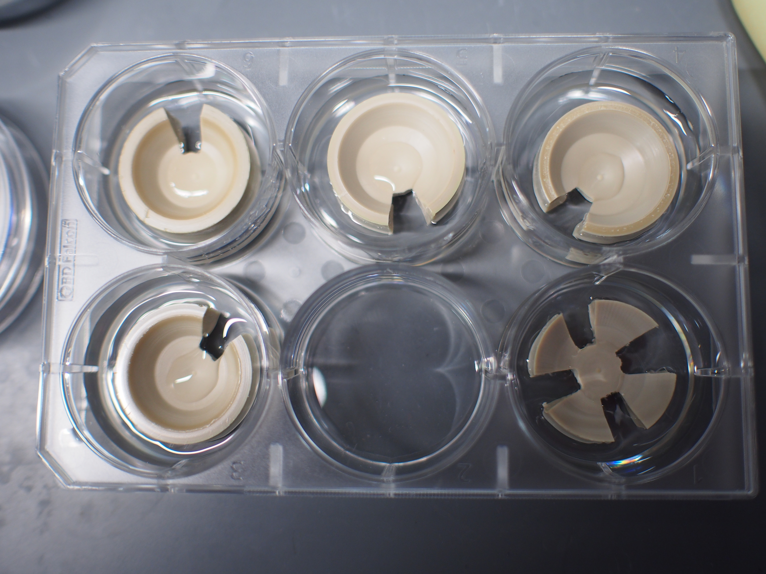 Figure 9: Plating wells with conical cup devices, showing medium communicating through the cut channel.
