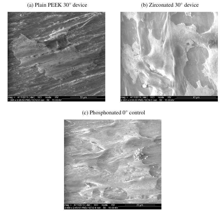 Figure 12: SEM micrograph of NIH 3T3 fibroblasts adhered to machined PEEK surfaces. Microstructures appear identical for PEEK with (a) no surface treatment, (b) zirconium oxide layer, (c) bisphosphonic acid monolayer.