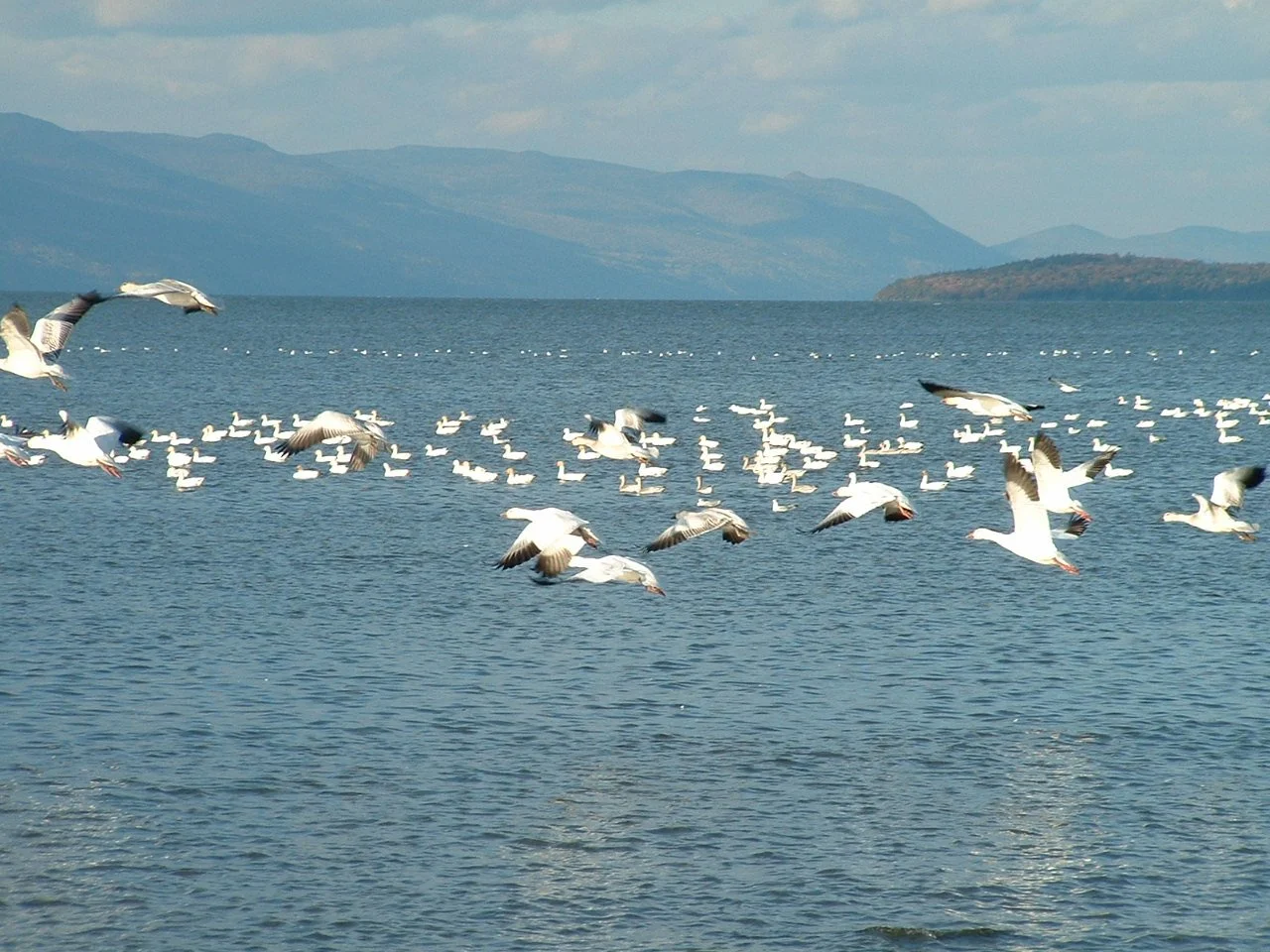 OIE BLANCHE PLAGE.JPG