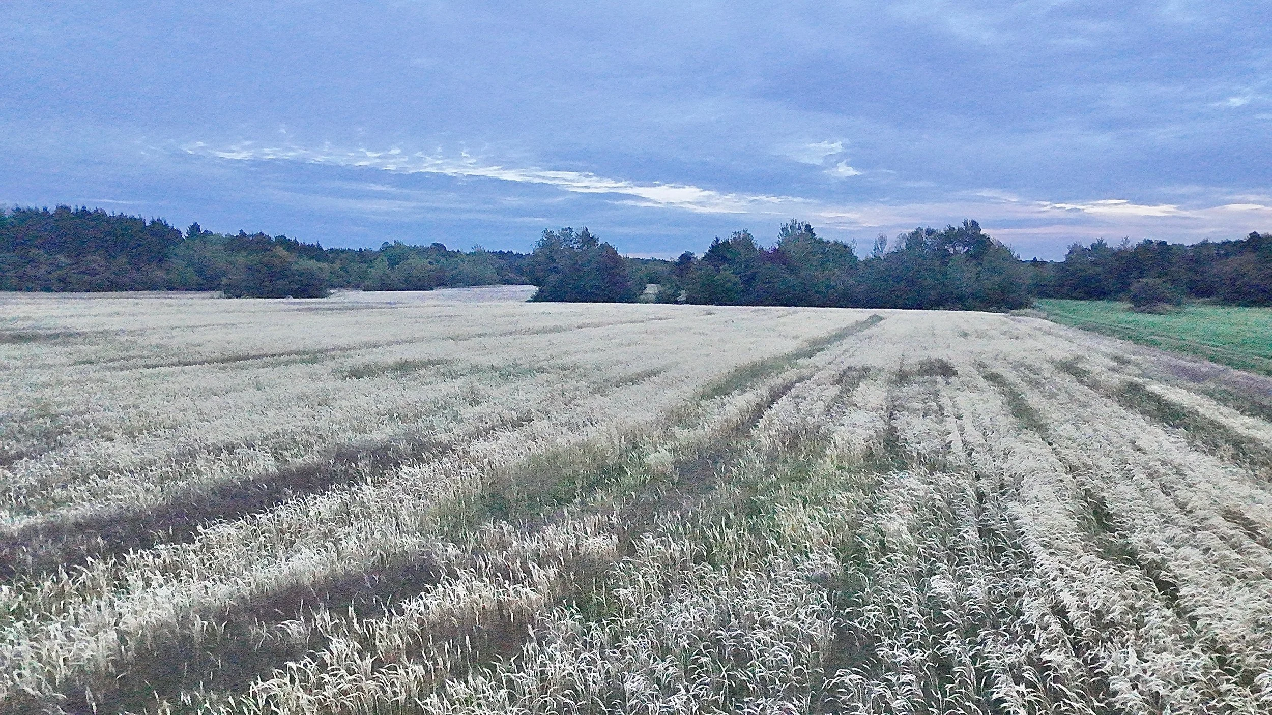 Terre-a-vendre-berthier-sur-mer-david-fafard-courtage-agricole (18).jpeg