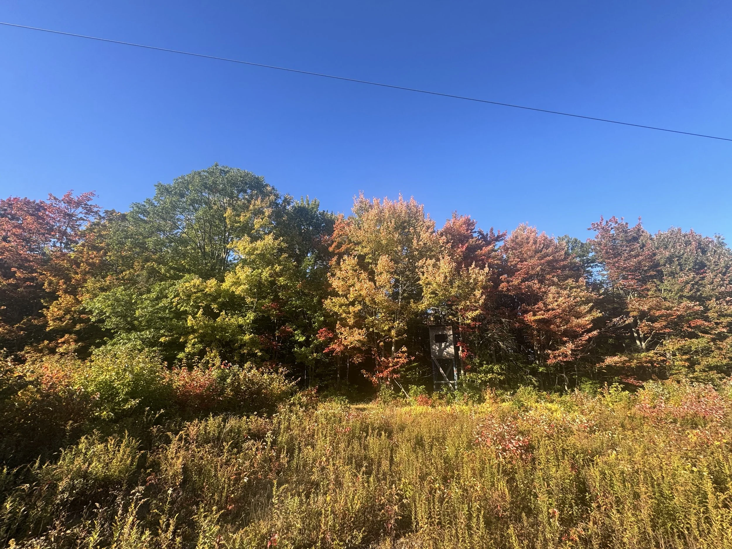 IMG_2396.jpeg