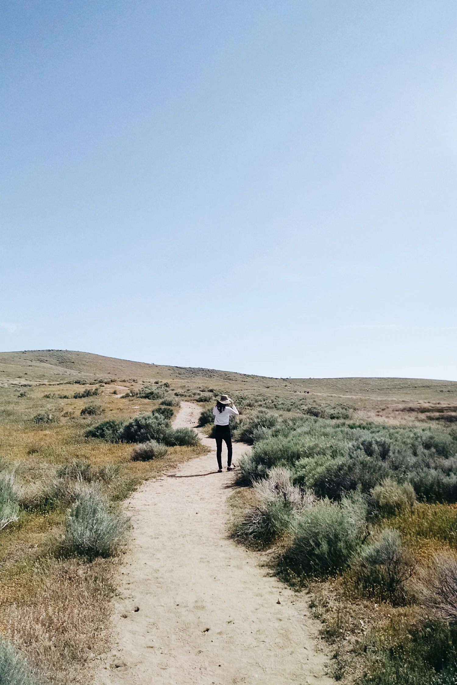 Antelope Valley California Poppy Reserve