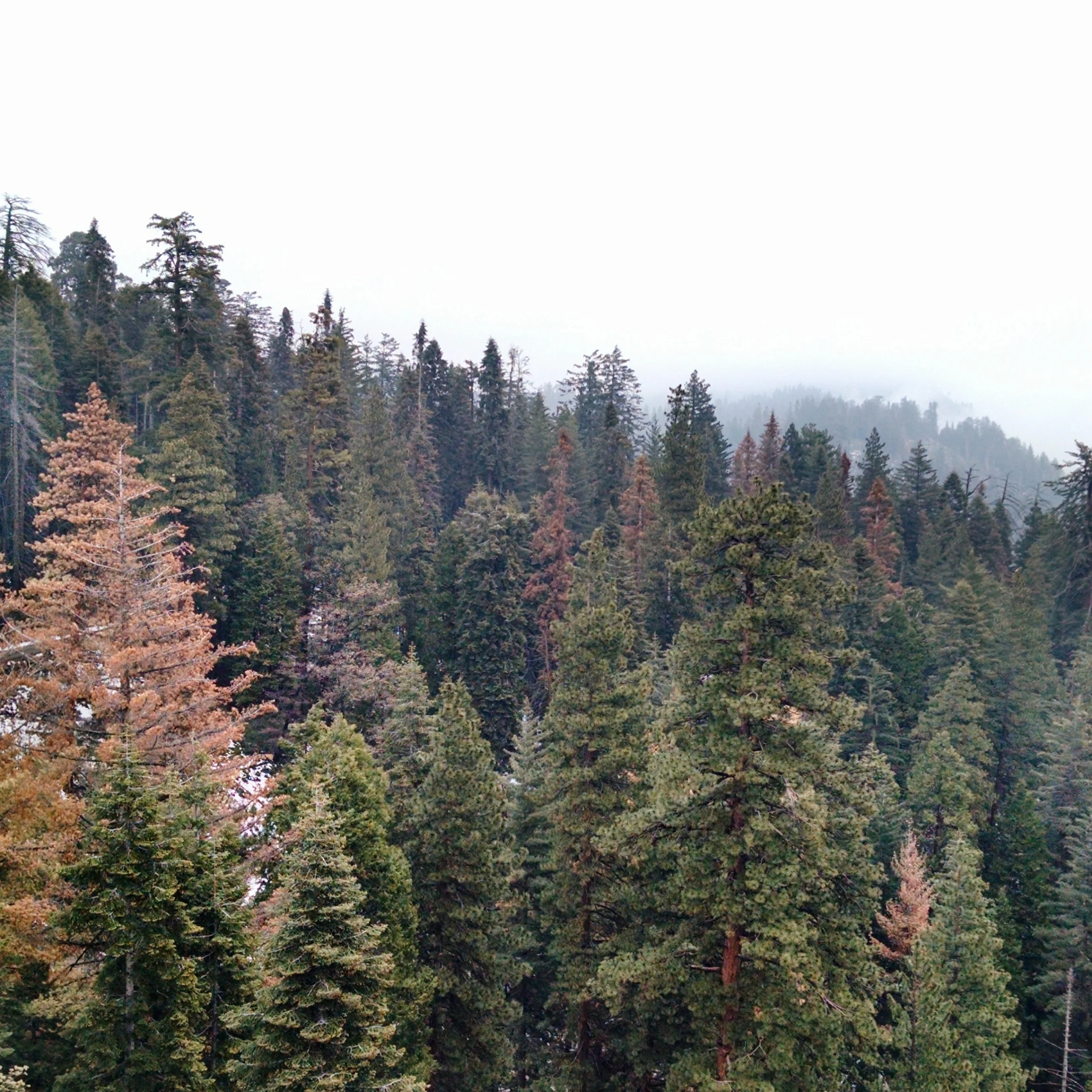 Sequoia and Kings Canyon National Park