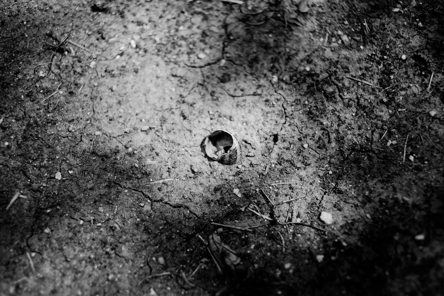 Snail Shell