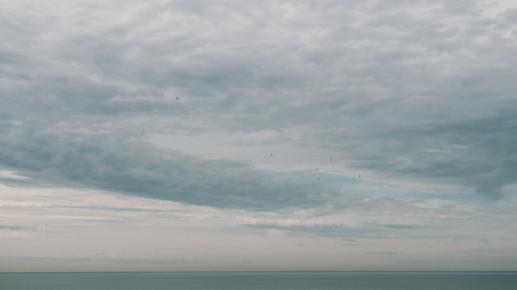 Flock over the Ocean