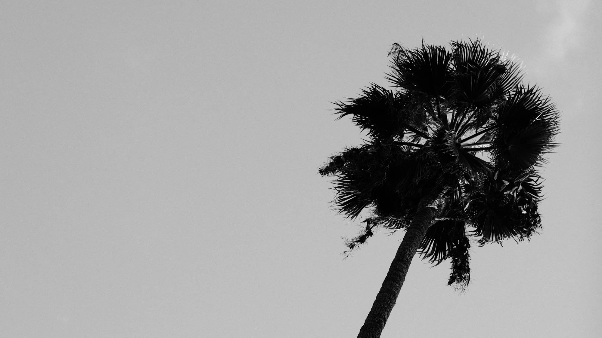 Palm