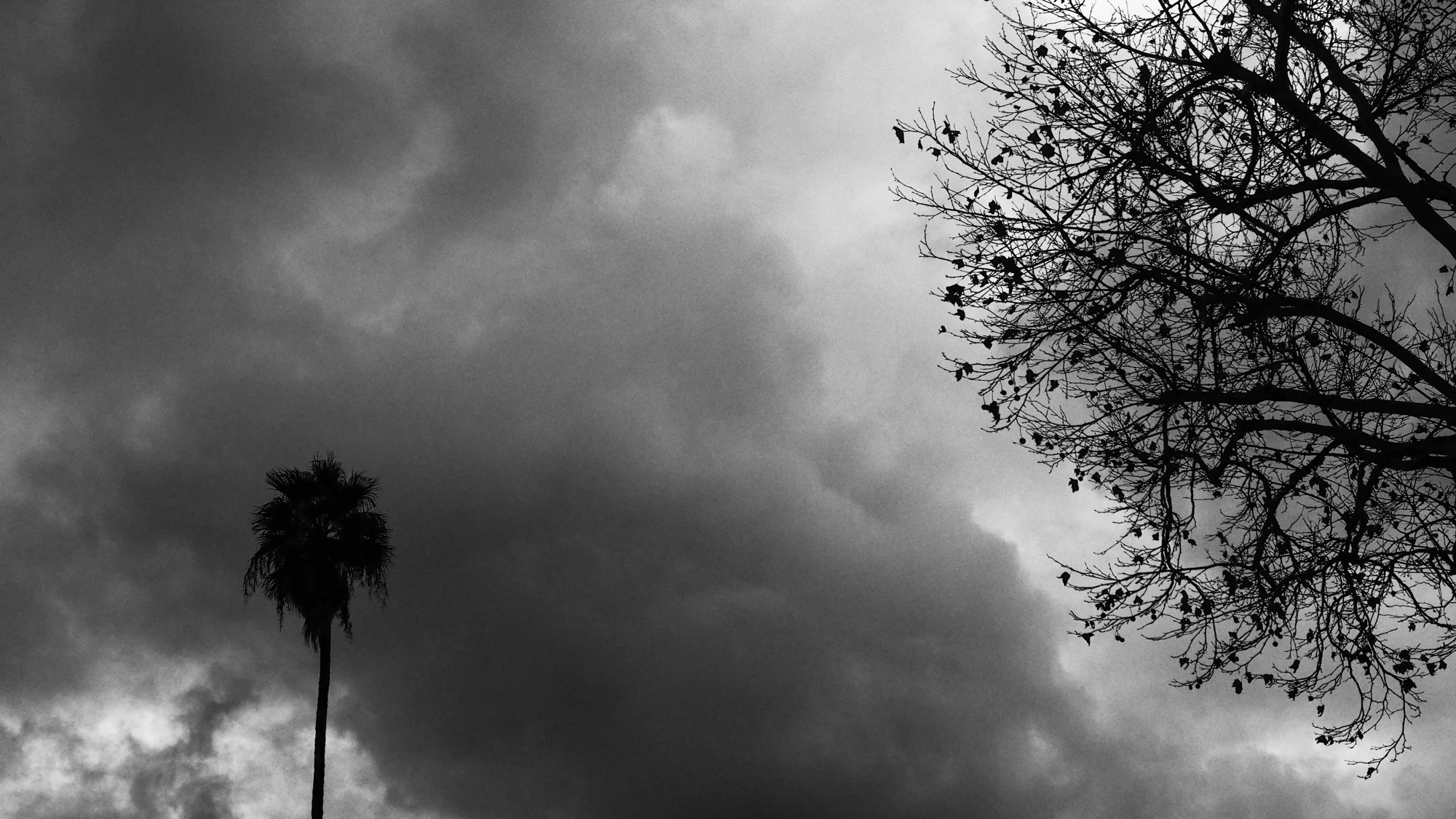 Two Trees on a Cloudy Day
