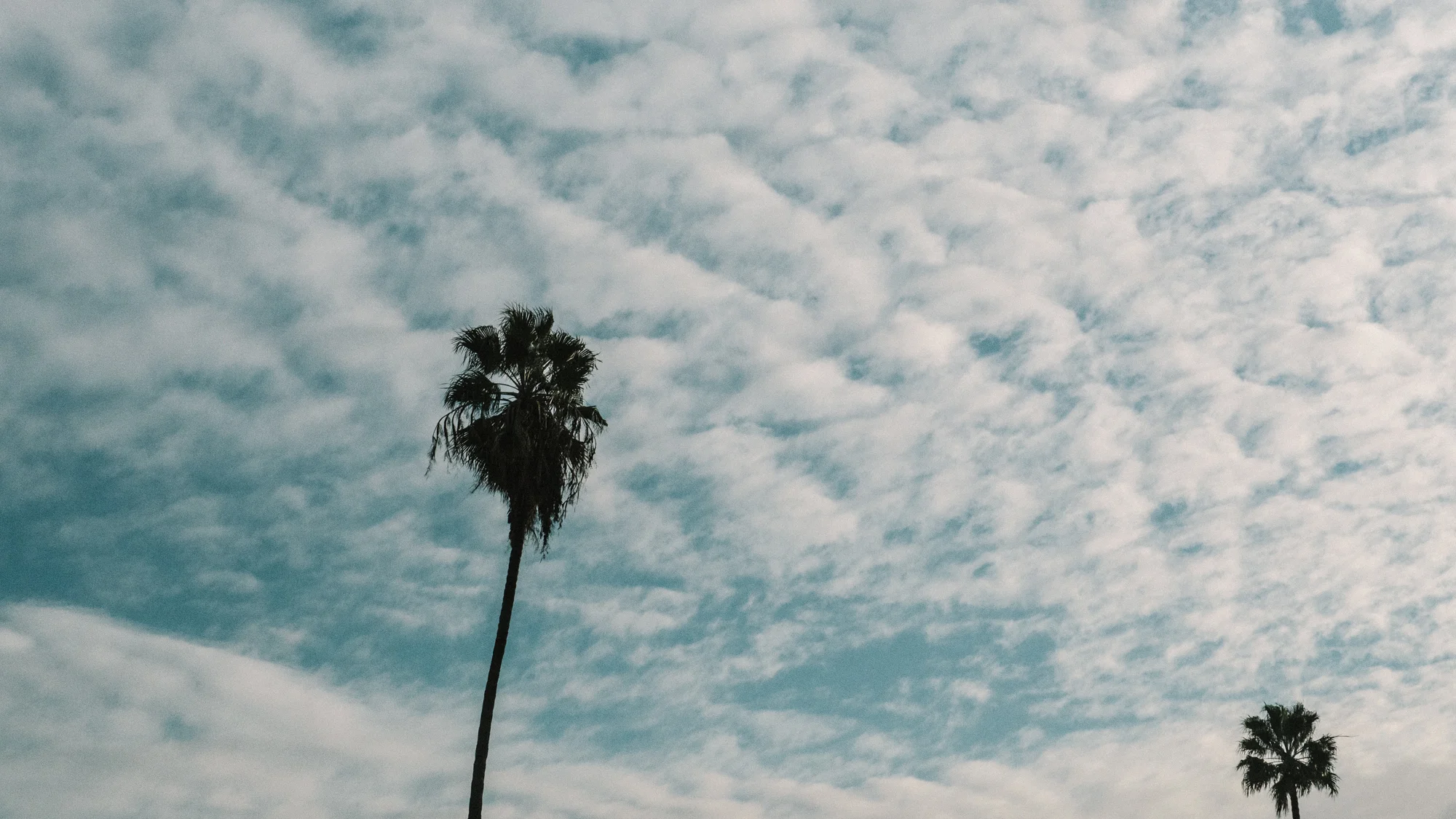 Two Palms and Clouds
