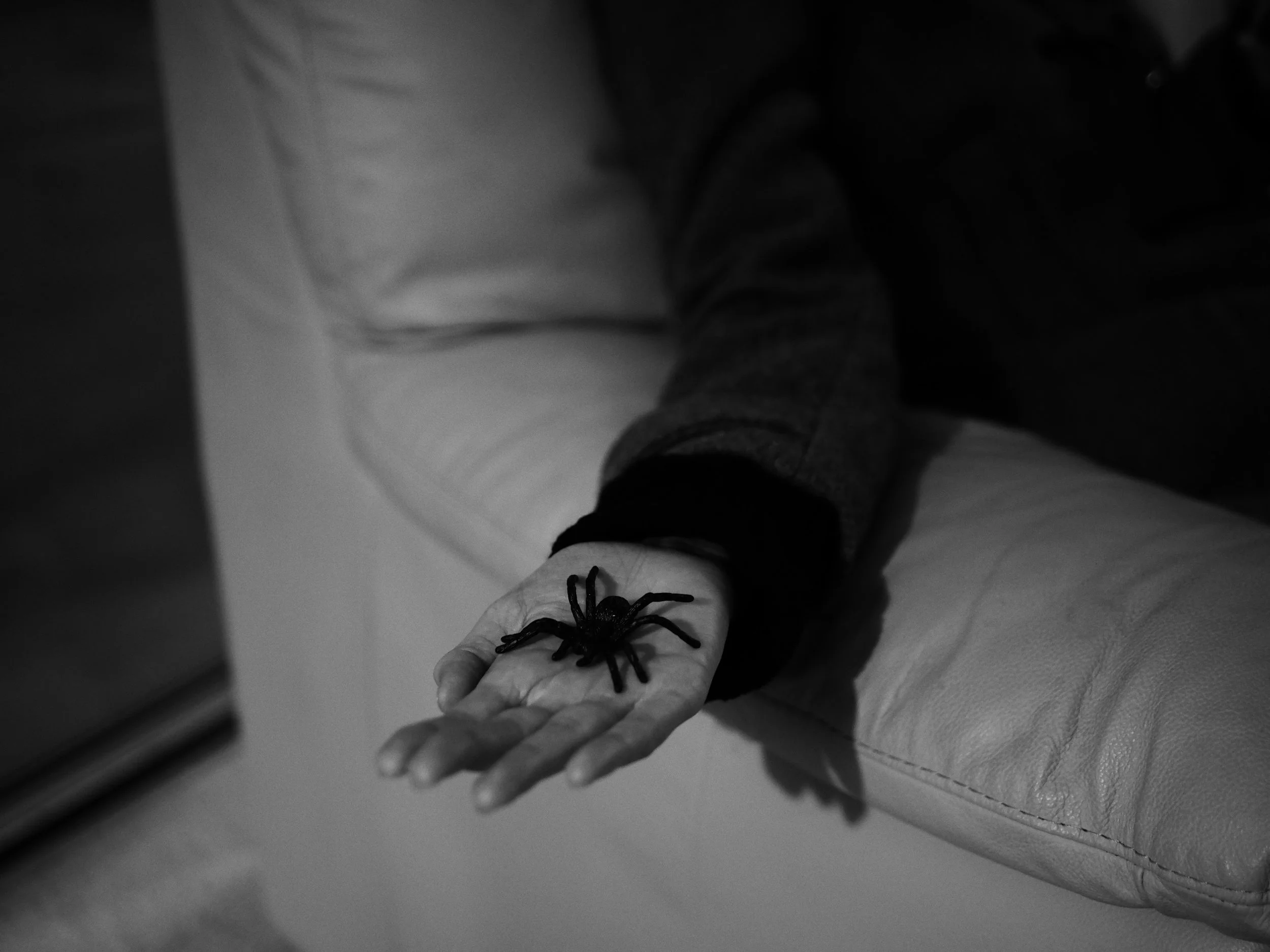 Pet Spider