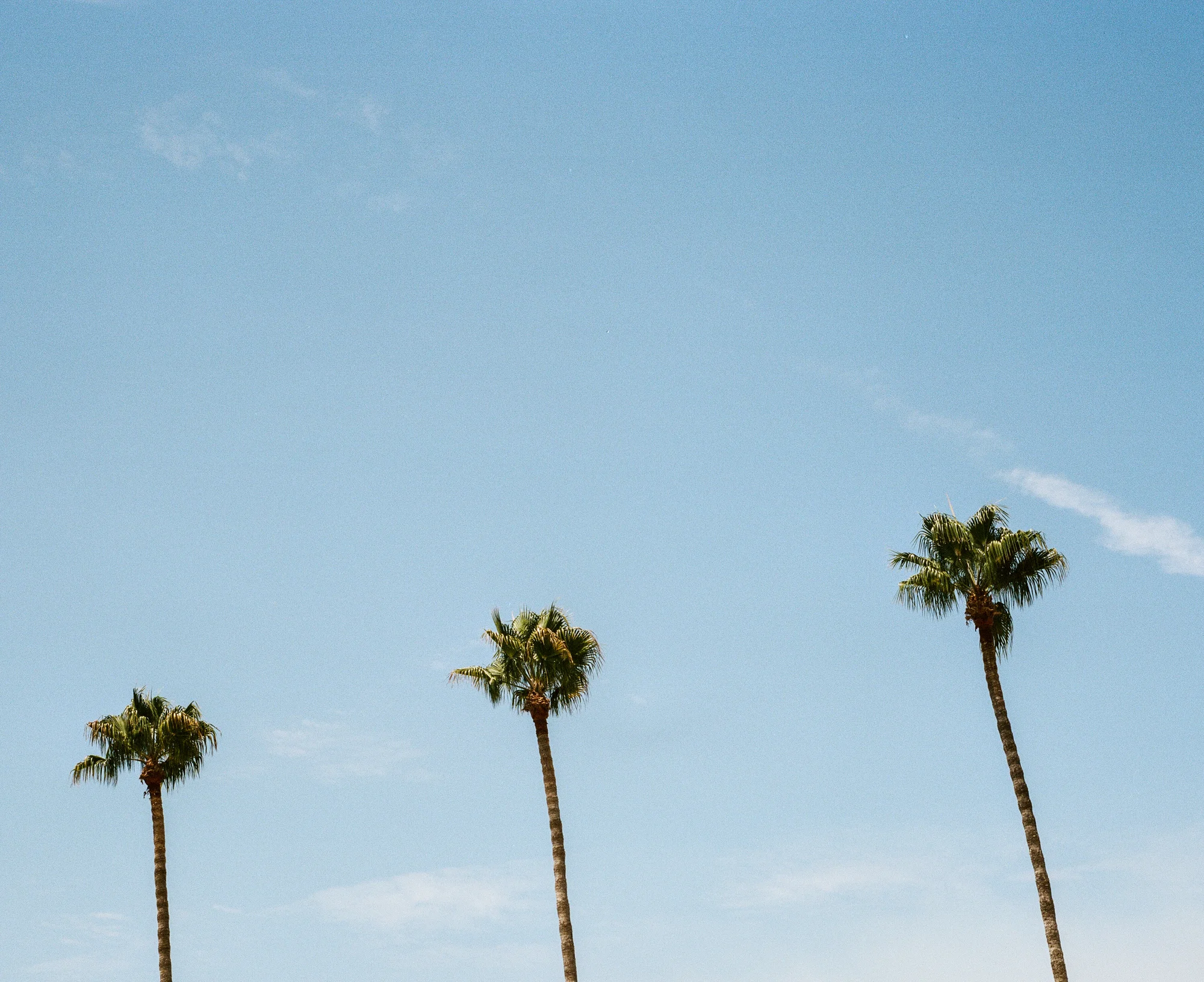 Three Palm
