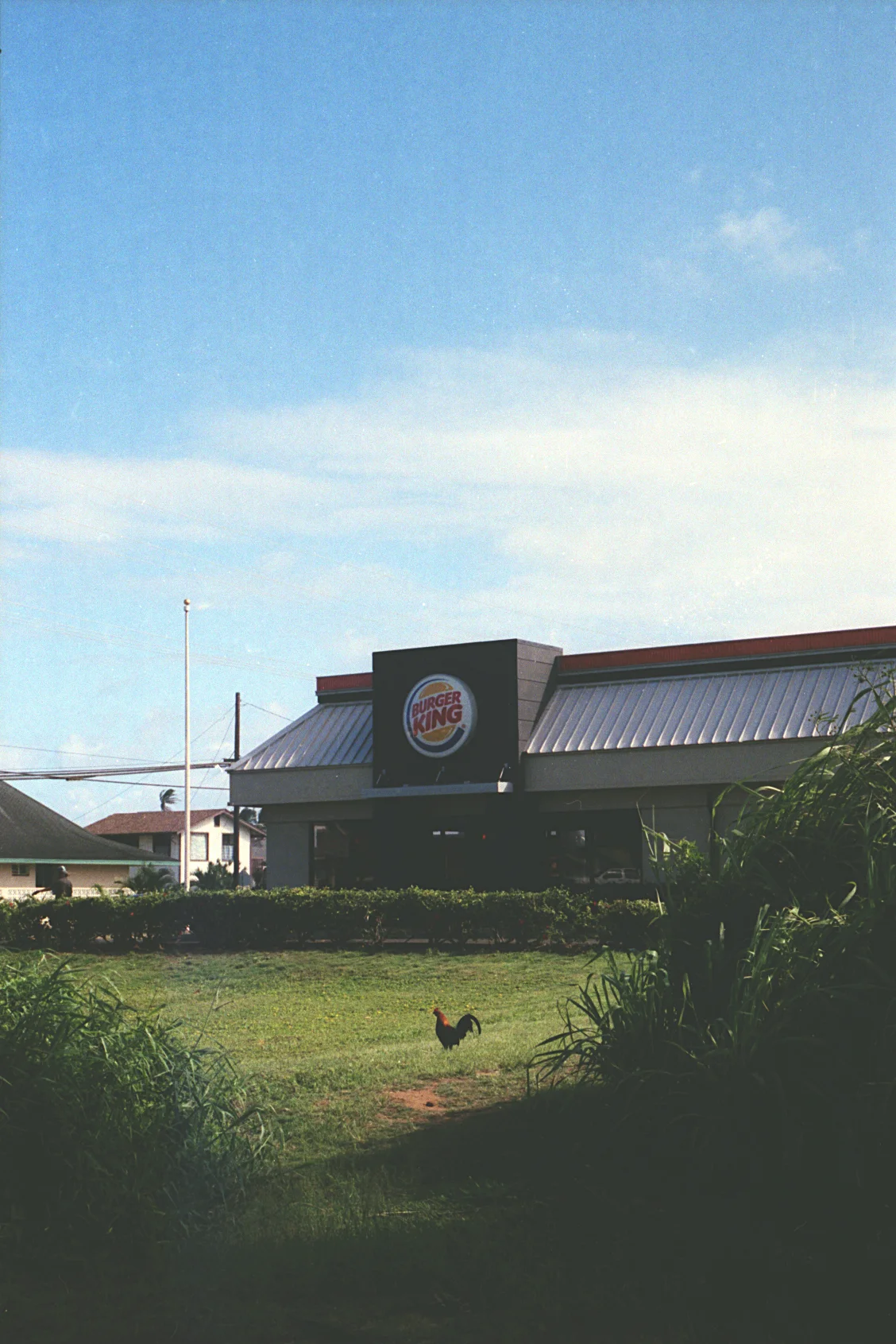 Burger King and Rooster in Kapa'a