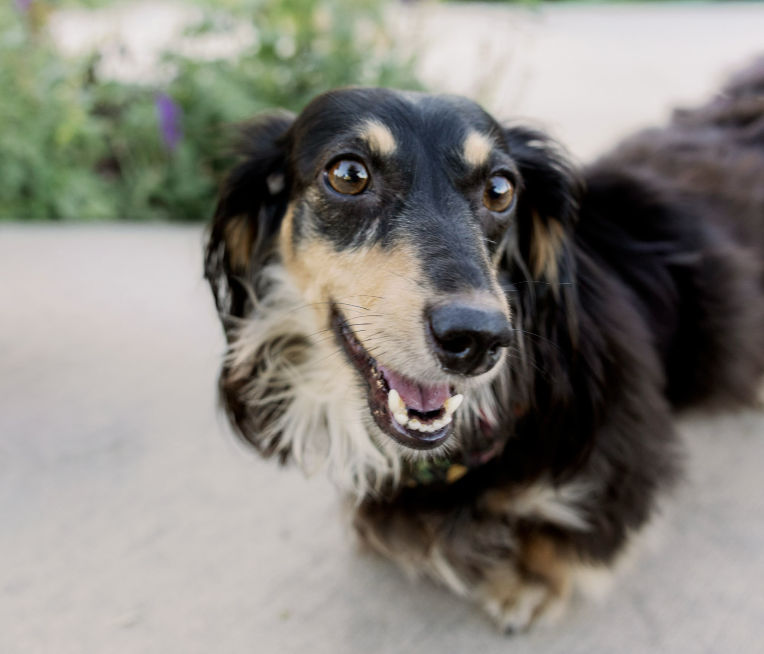 Unity Bark Photo Day