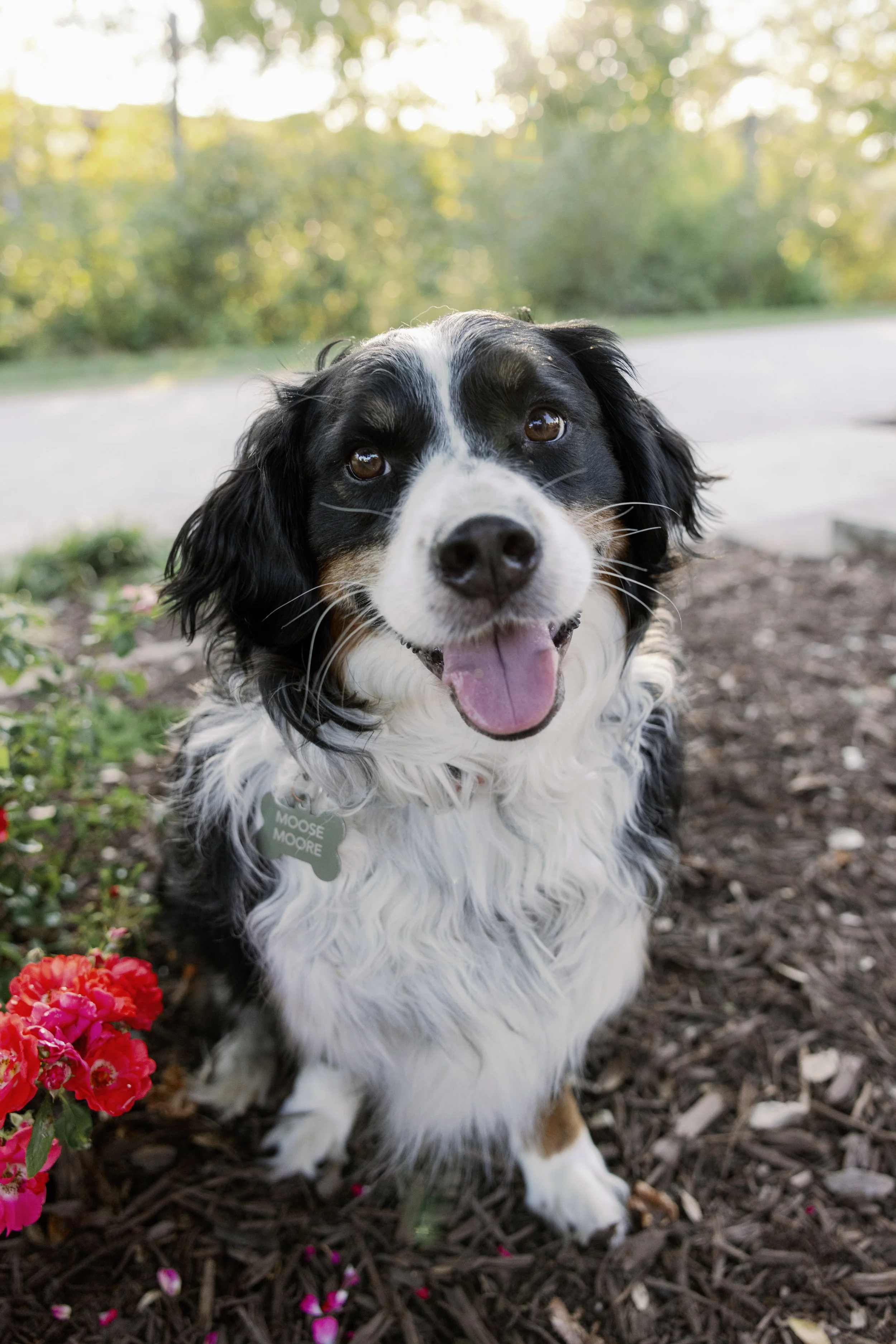 unity bark pet portraits in greenville, sc by melissa glynn