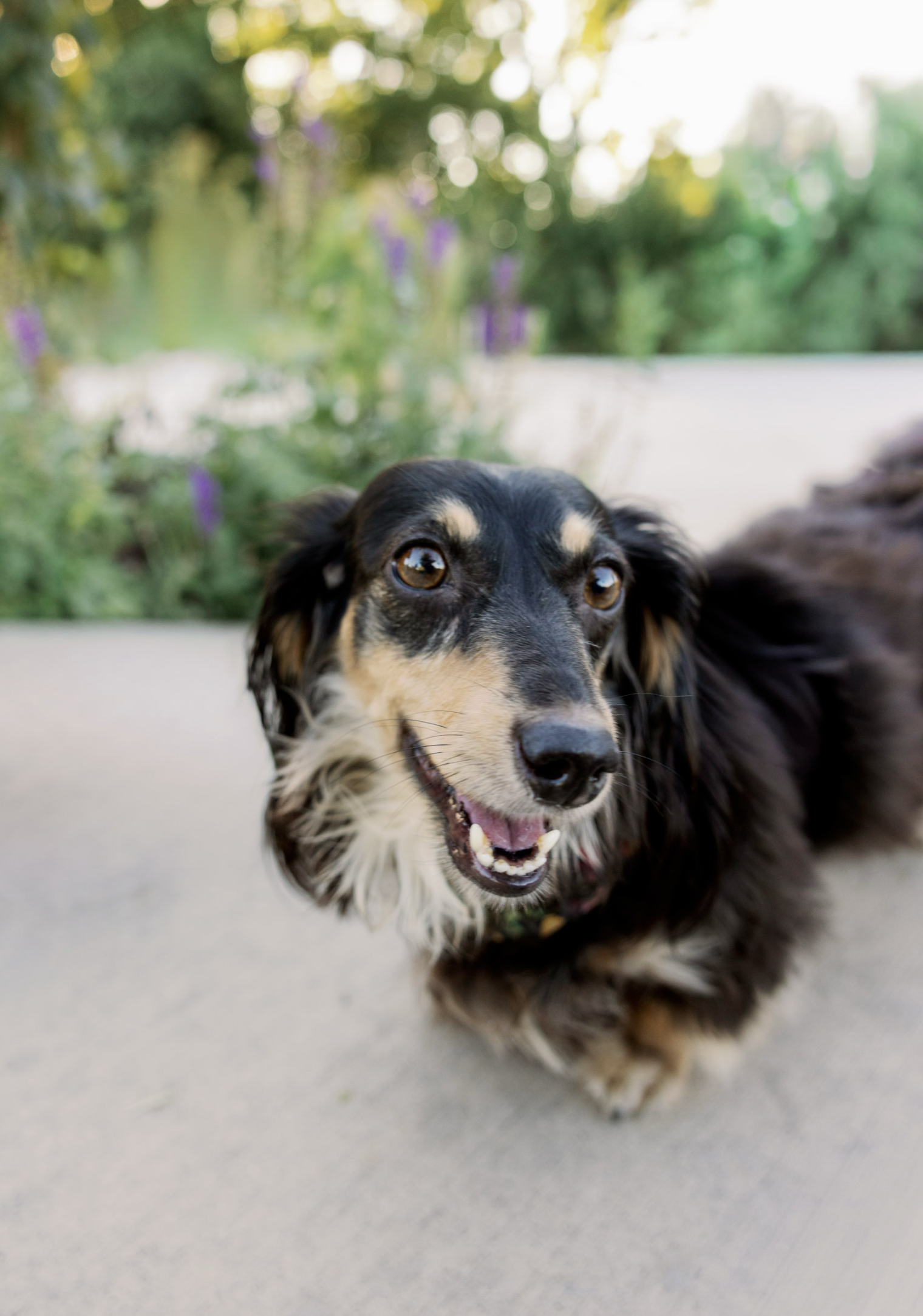 long haired wiener dog in unity park photo by unity bark