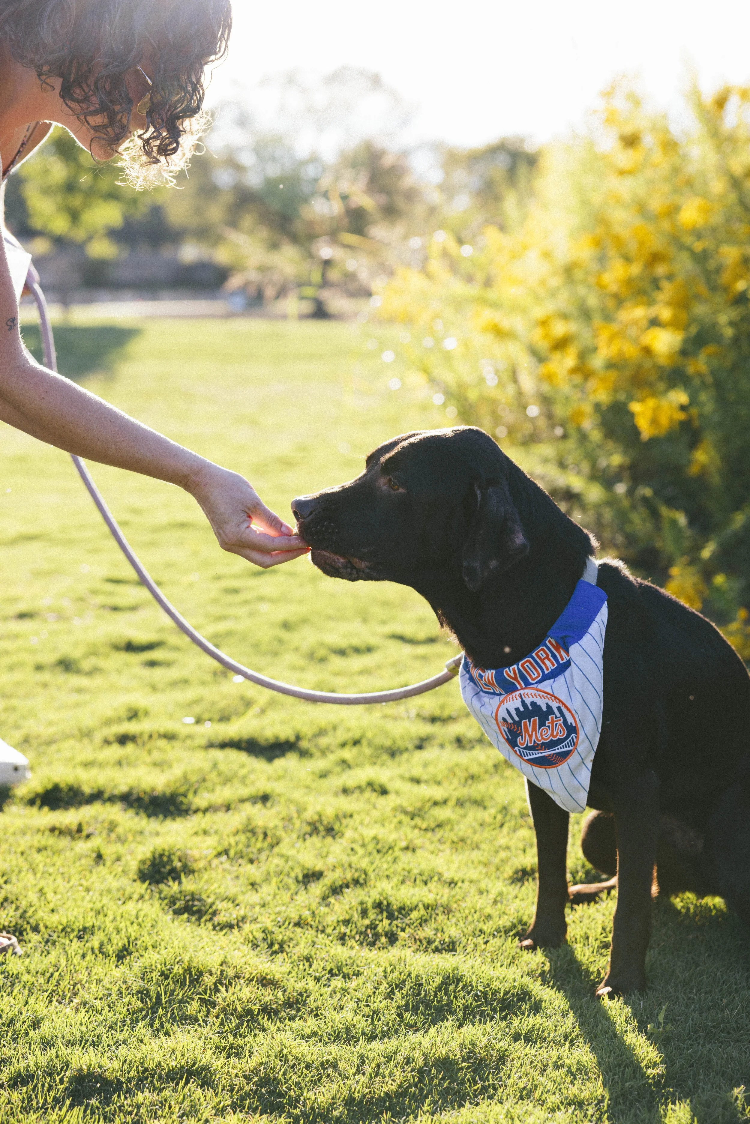 lab eating a treat in unity park in greenville, sc photo by melissa glynn
