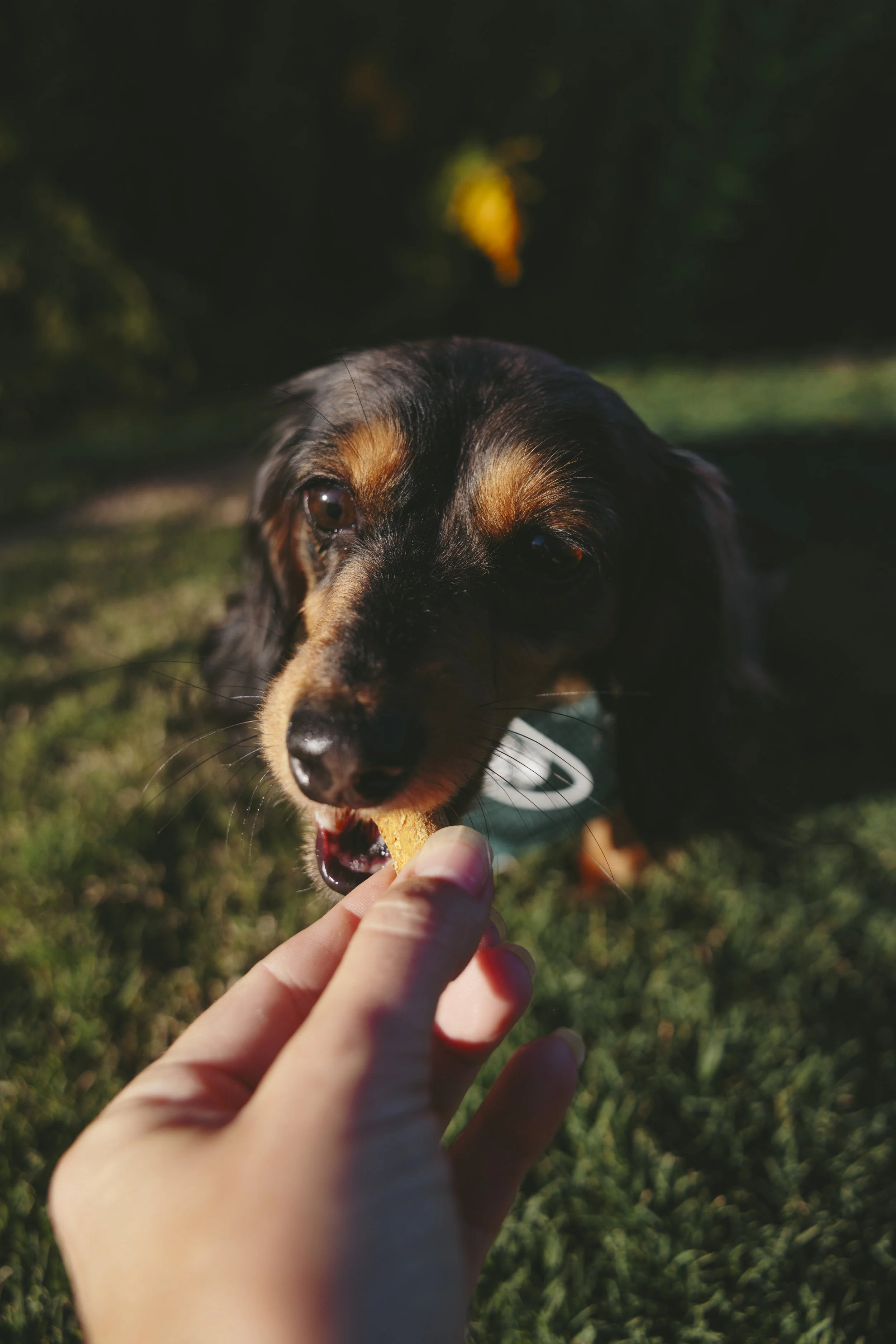 unity bark pet portraits in greenville, sc by melissa glynn