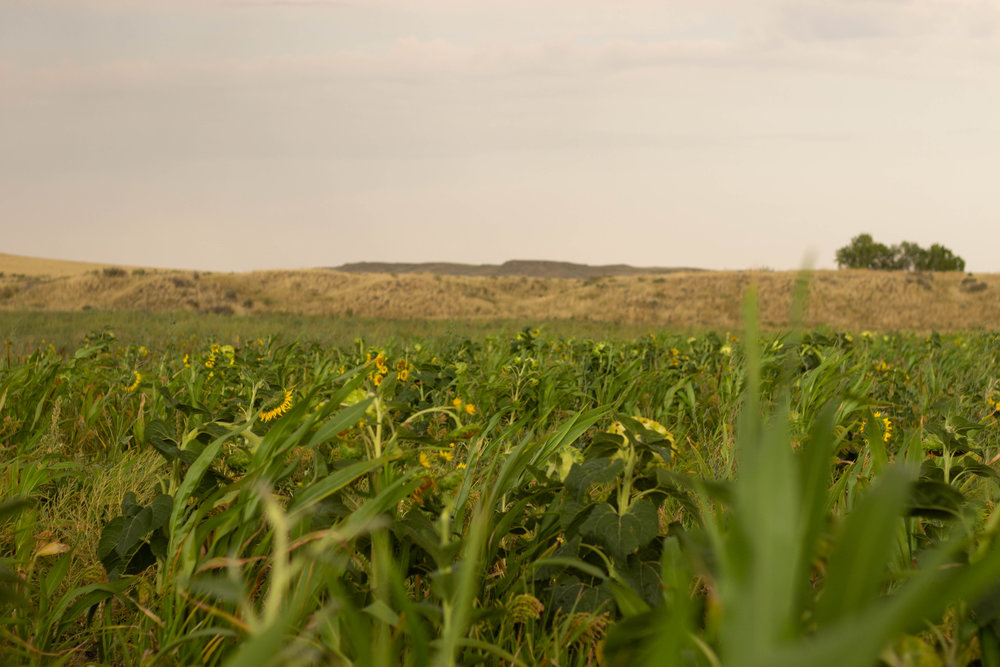 Cover Crop 1.jpg