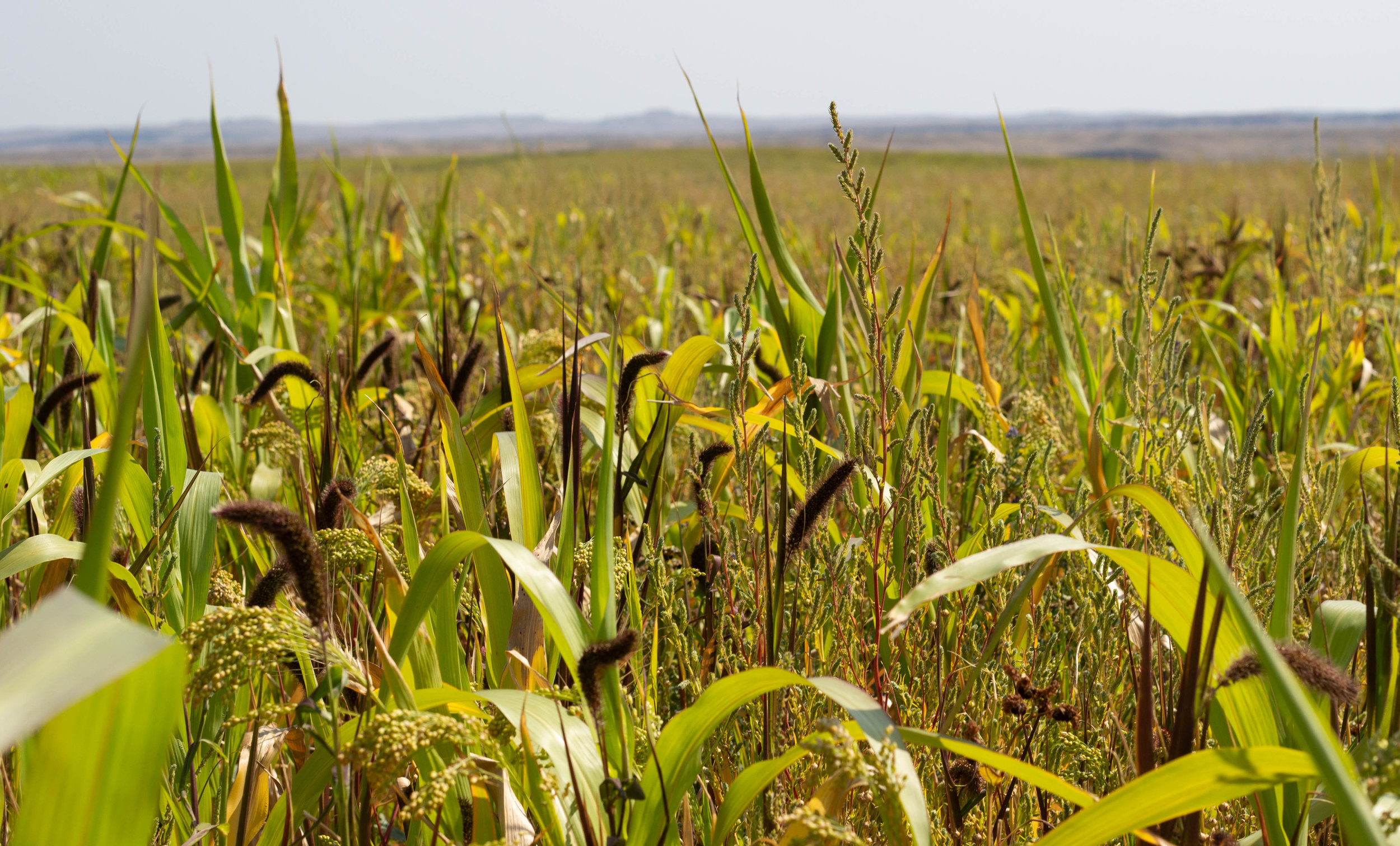 Cover crop winnett sigs.jpg