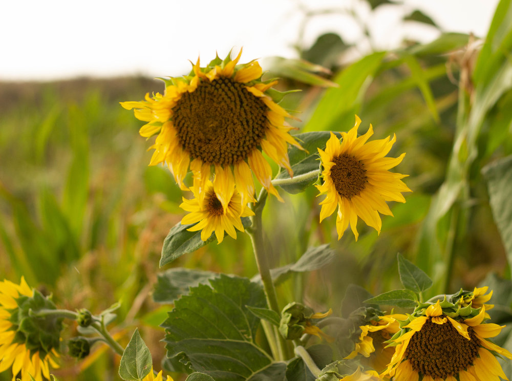 Sun Flower Cover Crop.jpg