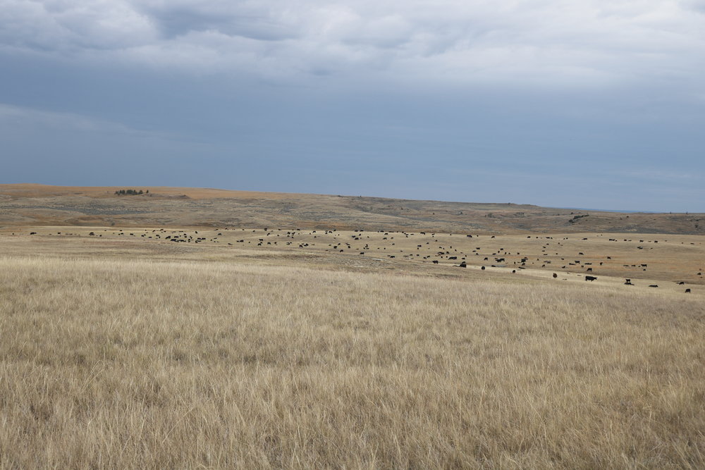 Cattle on the Milton Ranch