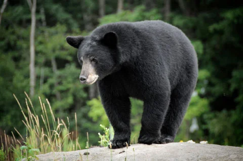 I saw a bear