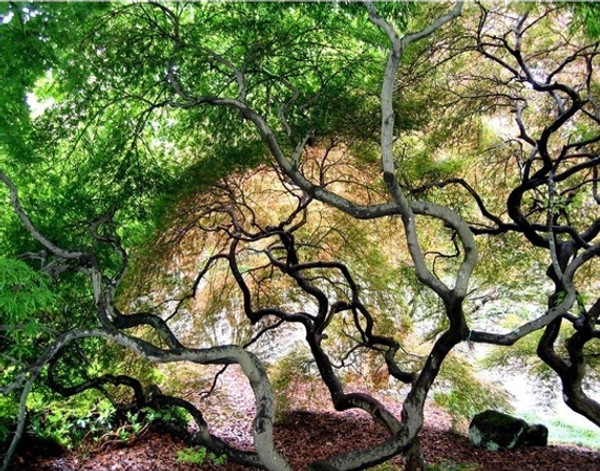 In the Zen Garden by Gregory Bryant as MantaWave on etsy
