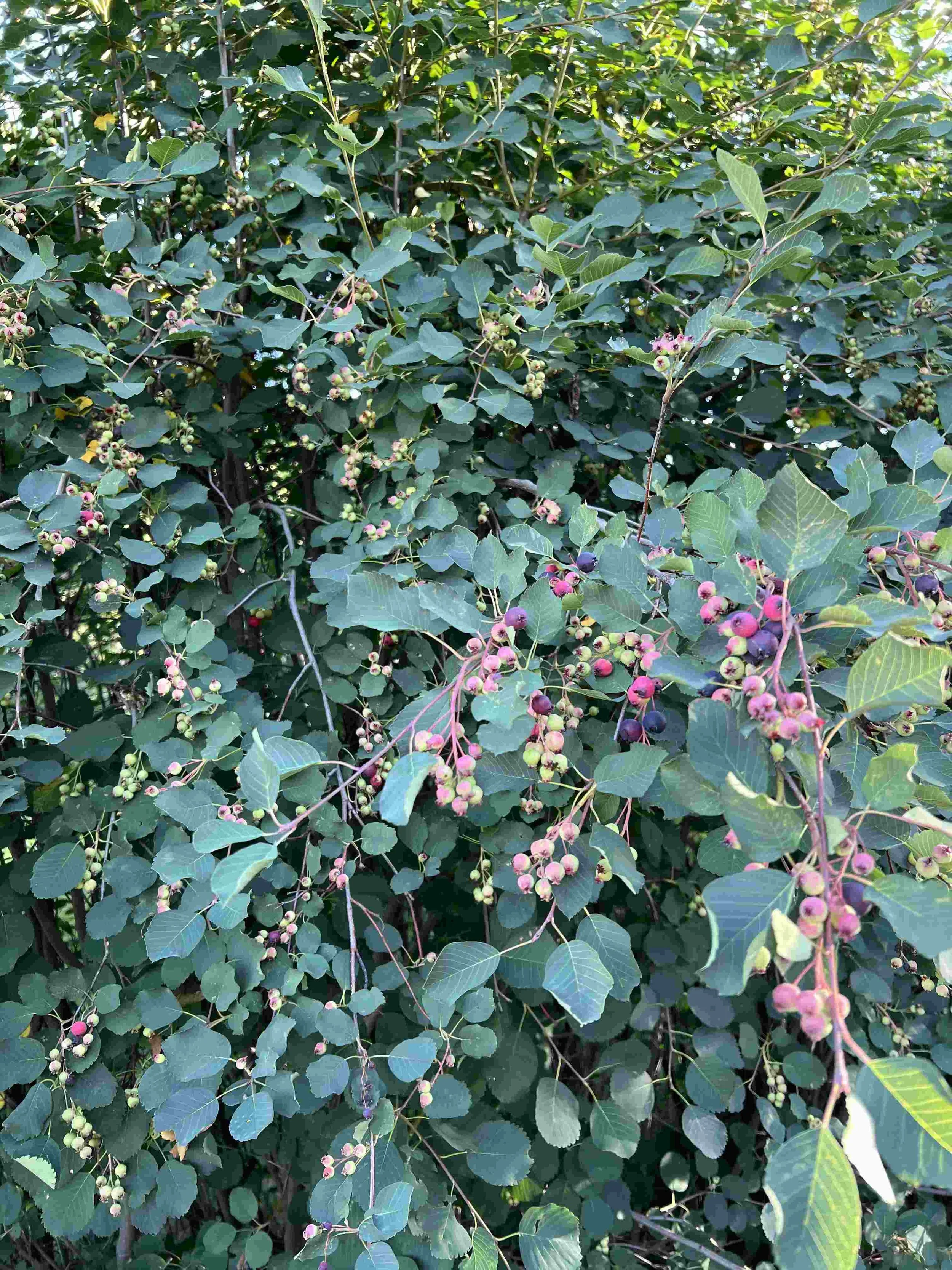 IMG_7756_small.jpeg
