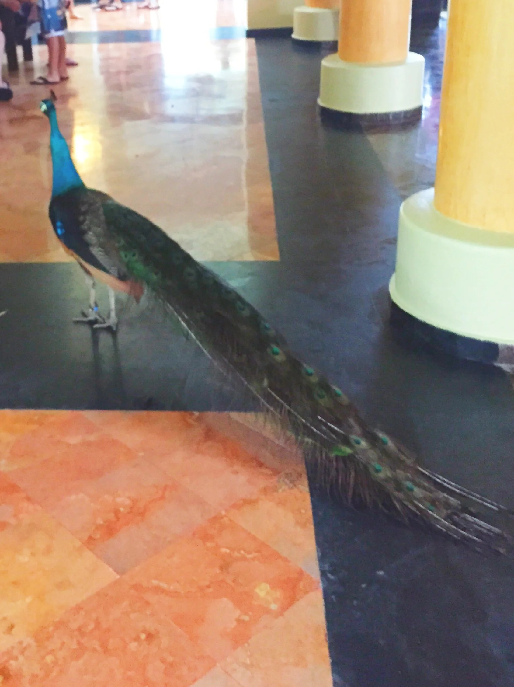 Beautiful peacocks were everywhere.
