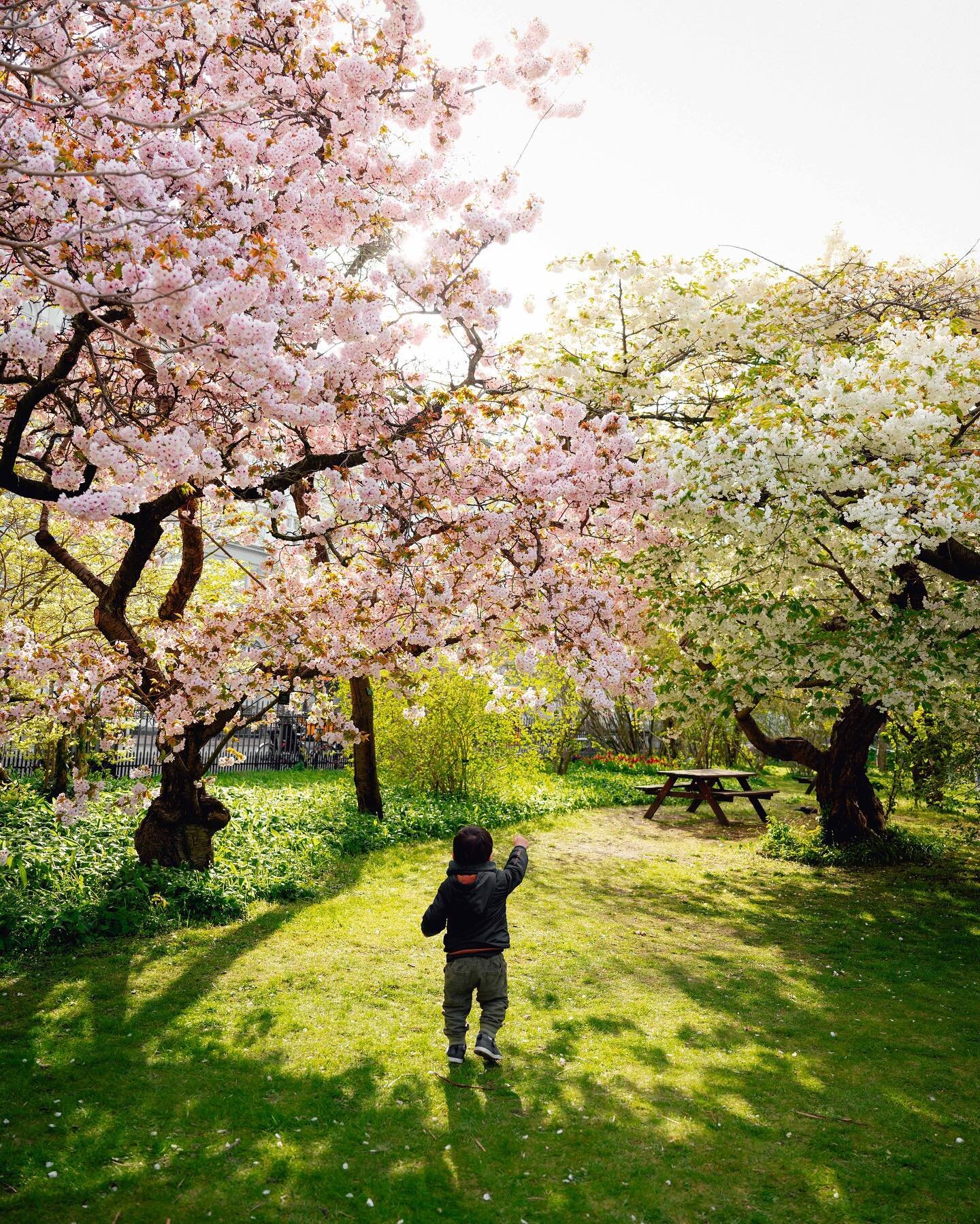 The little wonders of Nature 🌸

Shot with @nikoneurope Z7ii and Nikkor 24-70 2.8 lens. 

#for&aring;r #sakura #botaniskhave #visitcopenhagen #visitdenmark #nikon #nikoncreator #nikonz7ii #nikkor2470f28 #nikoneurope #dacfangdinby2022