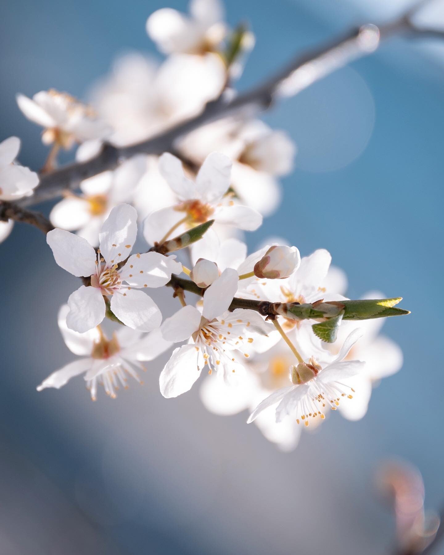 I feel it coming 🌸
#for&aring;r #prunuscerasifera #z7ii #nikoncreator #nikonfamily