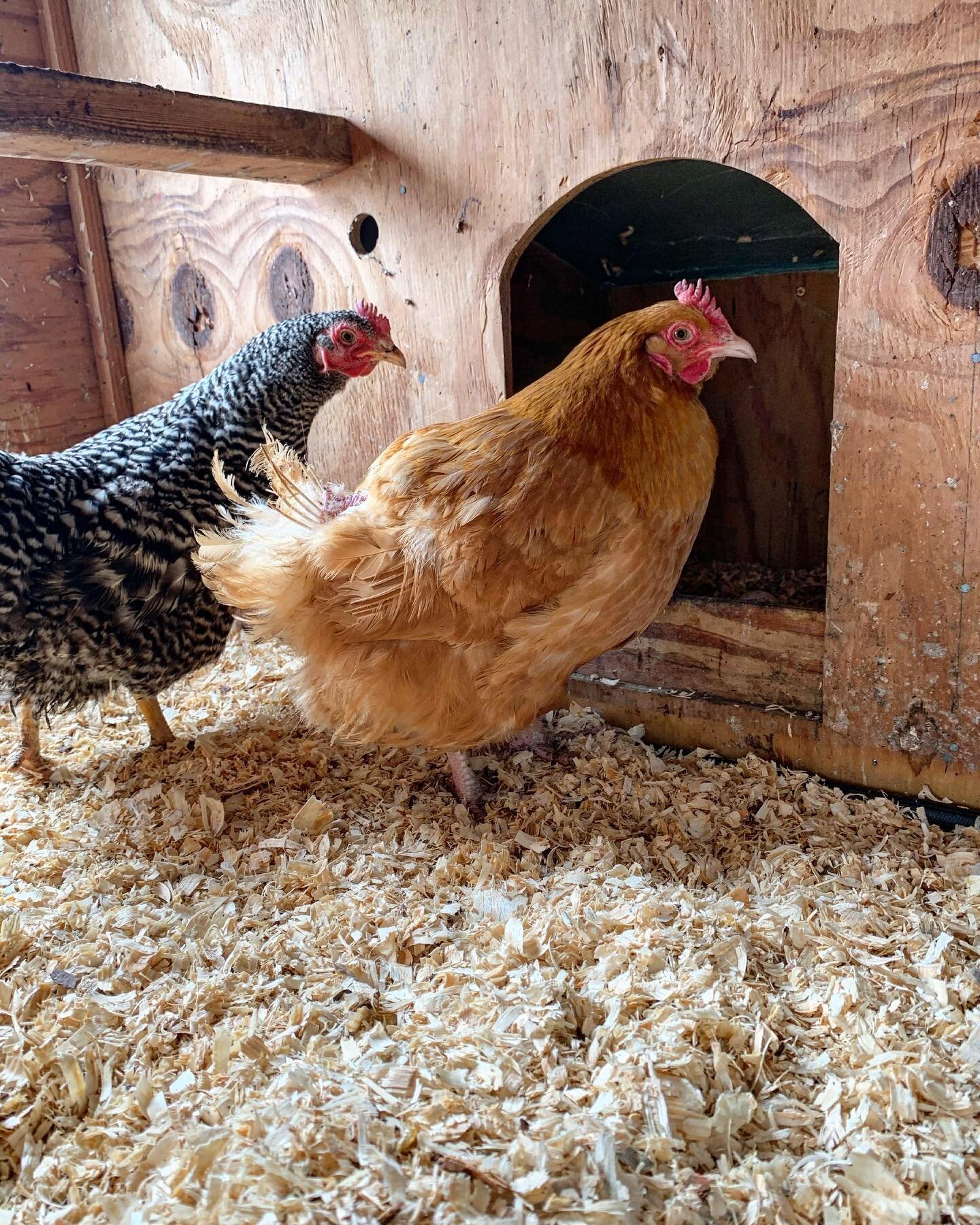 Meet our new backyard friends - Martha (brown) and Becky (black and white). Peter is already an excellent and very dedicated chicken keeper. ❤️ 🐓 🥚