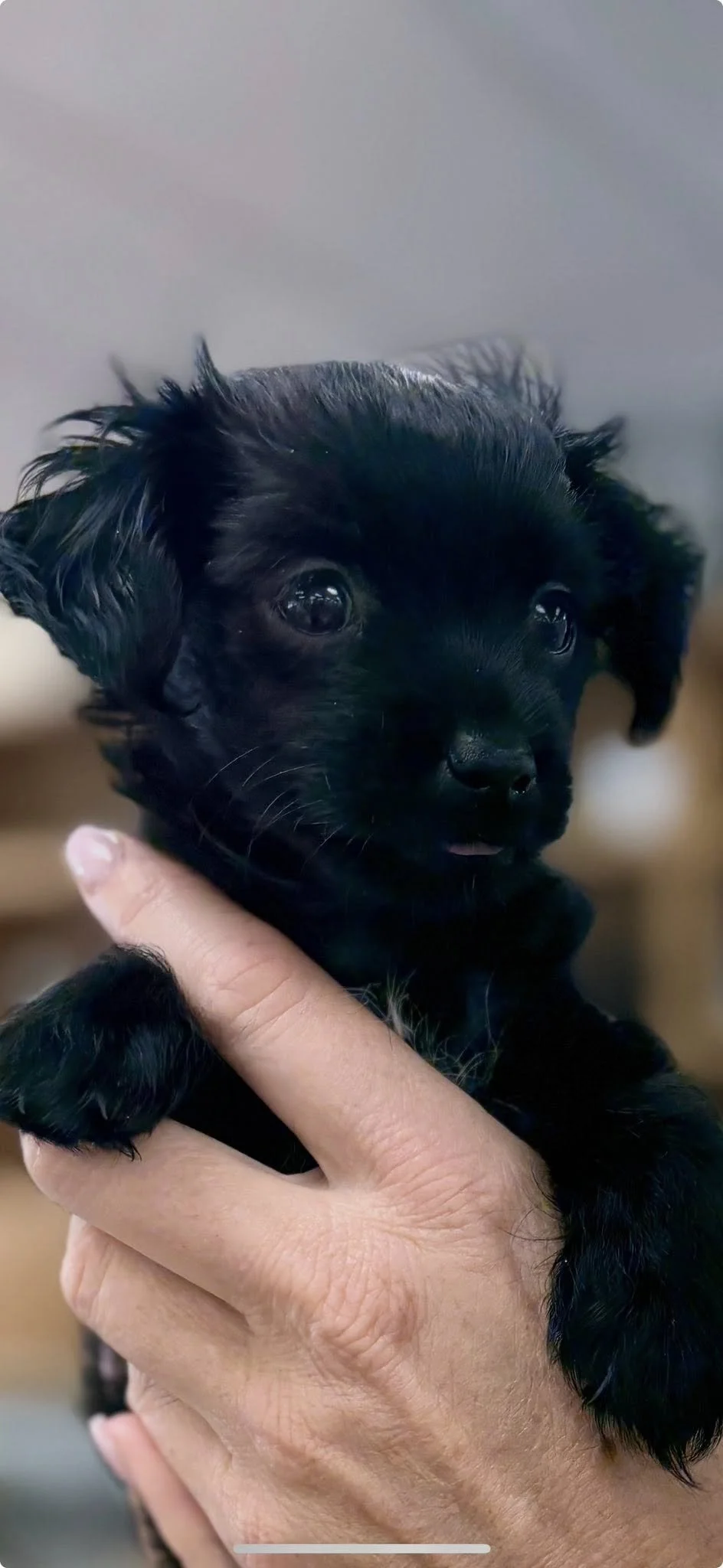 Foster Puppy Mickey (found his forever home!)