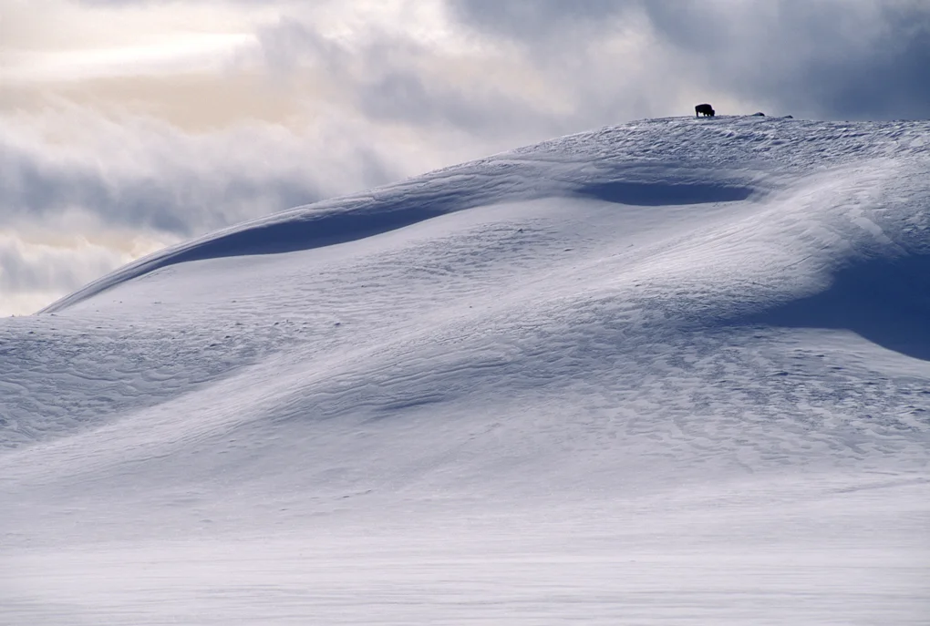 Precious Vast Solitude You can help