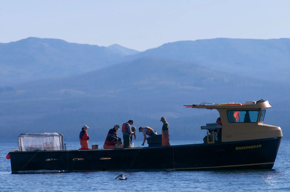 CUTTHROAT IN YELLOWSTONE LAKE