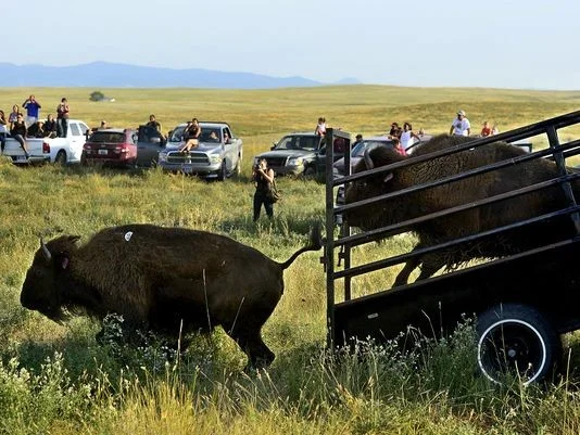bison release after quarantine.jpg