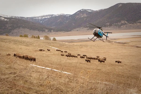 Bison hazing.jpg