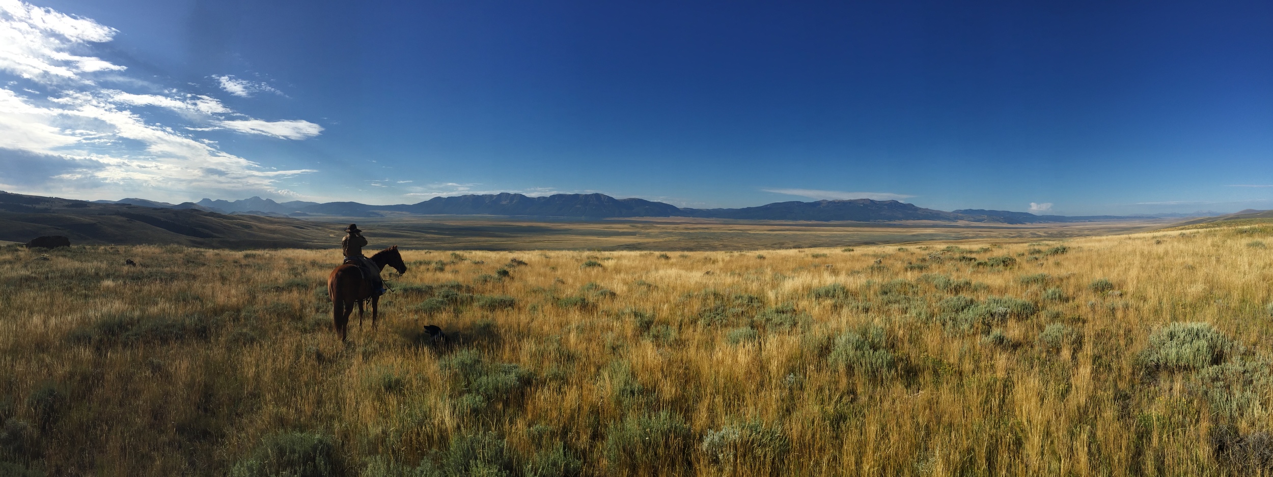 A Range Rider in Montana’s Centennial Valley scans for bears and wolves. Knowing where the big carnivores are helps the Range Rider help the cows be one step ahead of the grizzlies that might be in the area. (Photo GYC)