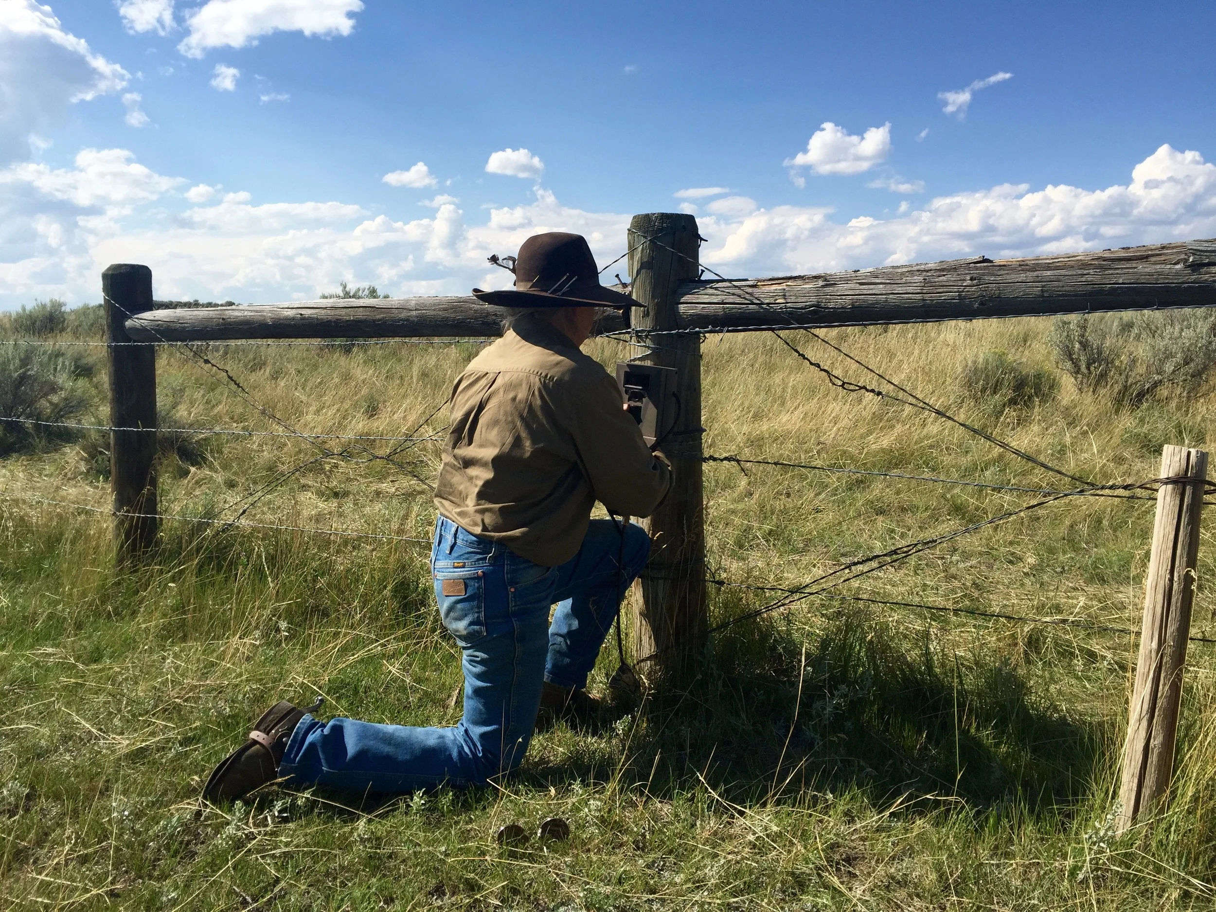 Ranchers set up camera traps to see if grizzlies or wolves are in the area. Cameras help identify how bears and wolves are using the land, and help influence a landowner’s decision on how and where to spend time monitoring cows. The cameras also help a landowner determine whether his or her efforts are effective. (Photo GYC)