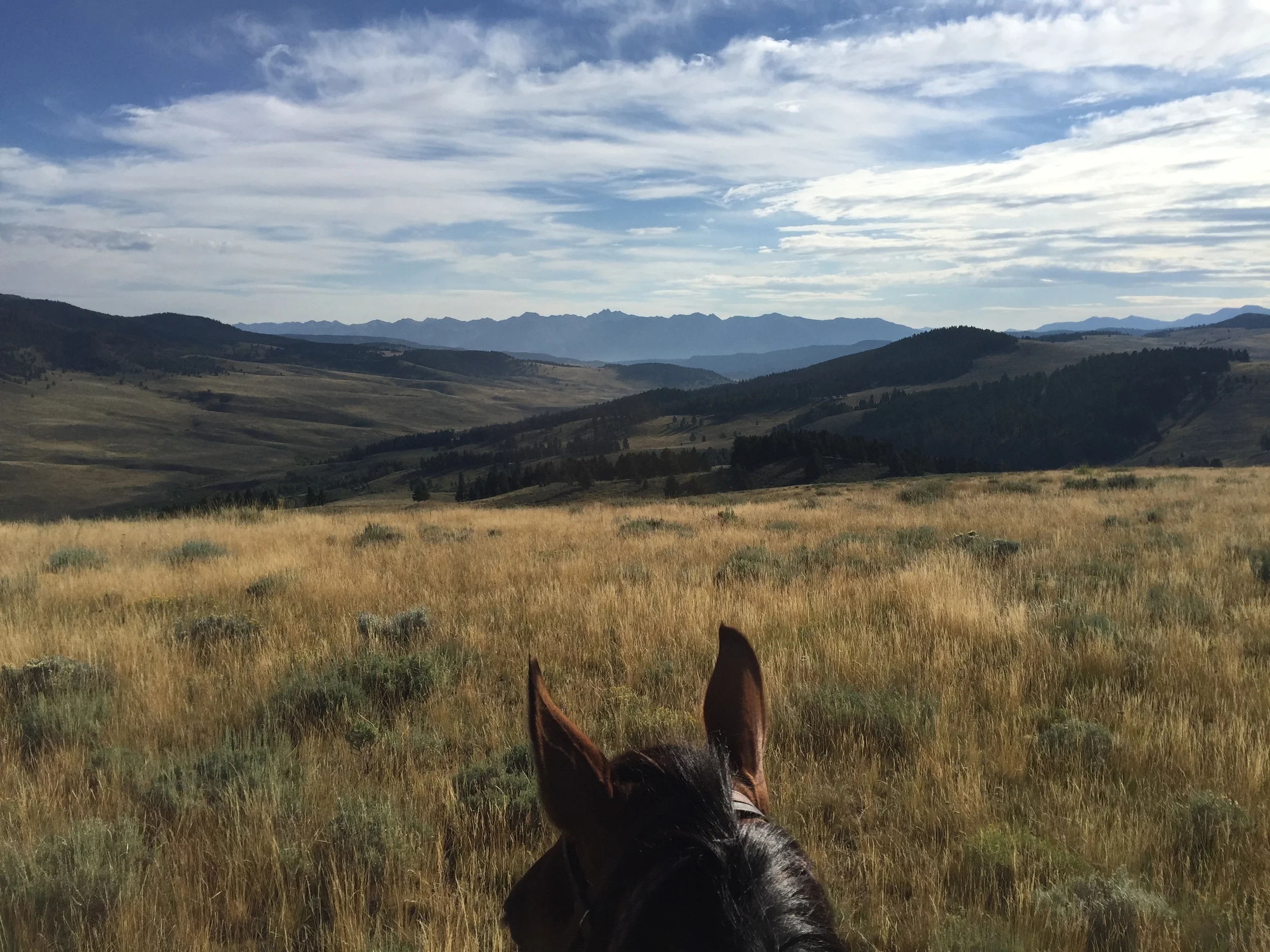 GYC’s Wildlife Associate Shana Dunkley riding her horse Jackson in the Centennial Valley. While this is important country for Yellowstone bears, who use it to roam outside the park, it’s a working landscape, with active cattle ranches. GYC is one of several groups in the ecosystem that bolsters ranchers’ efforts to keep their cows away from grizzly bears. (Photo GYC)