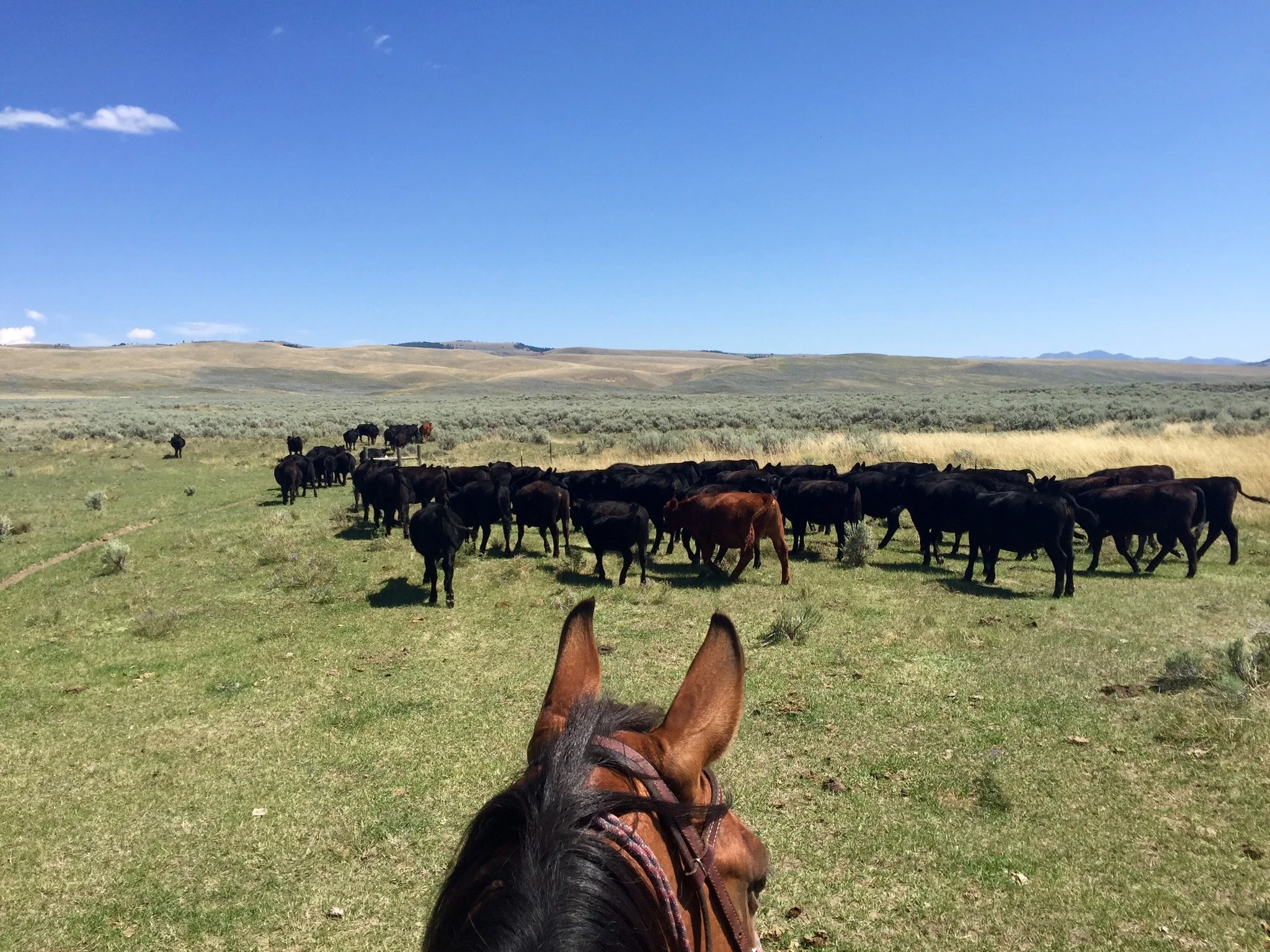 Shana Dunkley’s view from atop her horse Jackson. They’re rounding up and grouping cows, and looking for any sick, injured or otherwise vulnerable animals that might catch an opportunistic grizzly’s eye. Range riding is all about increasing the human presence on the landscape, and about handling a herd of cattle in a way that rekindles their herd instincts. Both these things keep cows safer from grizzlies than if they were simply turned out onto Forest Service or BLM lands and rounded up at the end of summer. (Photo GYC)