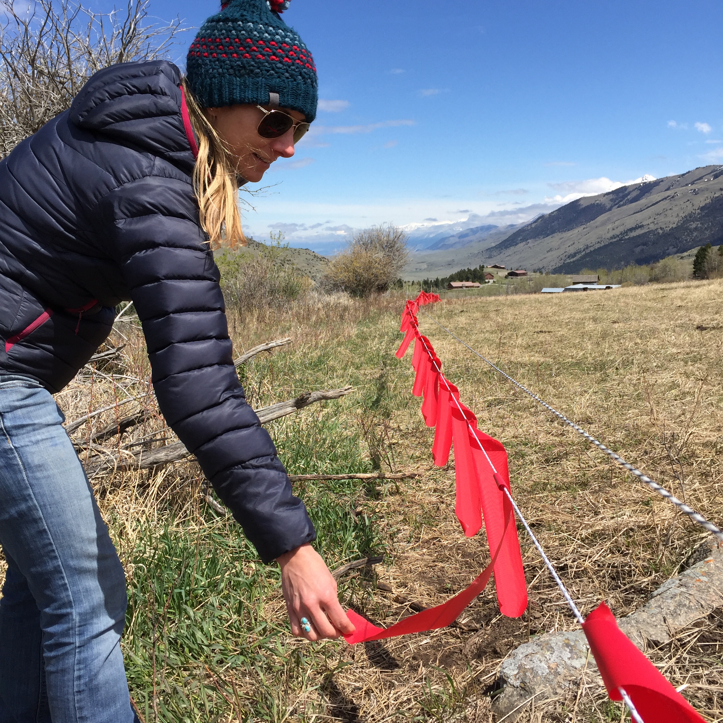 GYC’s Shana Dunkley inspecting what’s called fladry – flags on a single strand of twine – around calving grounds in the Tom Miner. These portable fladry fences make wolves afraid; electrifying the fladry provides extra reinforcement for that fear. During springtime calving, landowners set up this electrified fladry to keep cattle in and grouped, separate from predators. This is just one tool that some landowners are using to help their ranches’ viability in predator country. (Photo GYC)