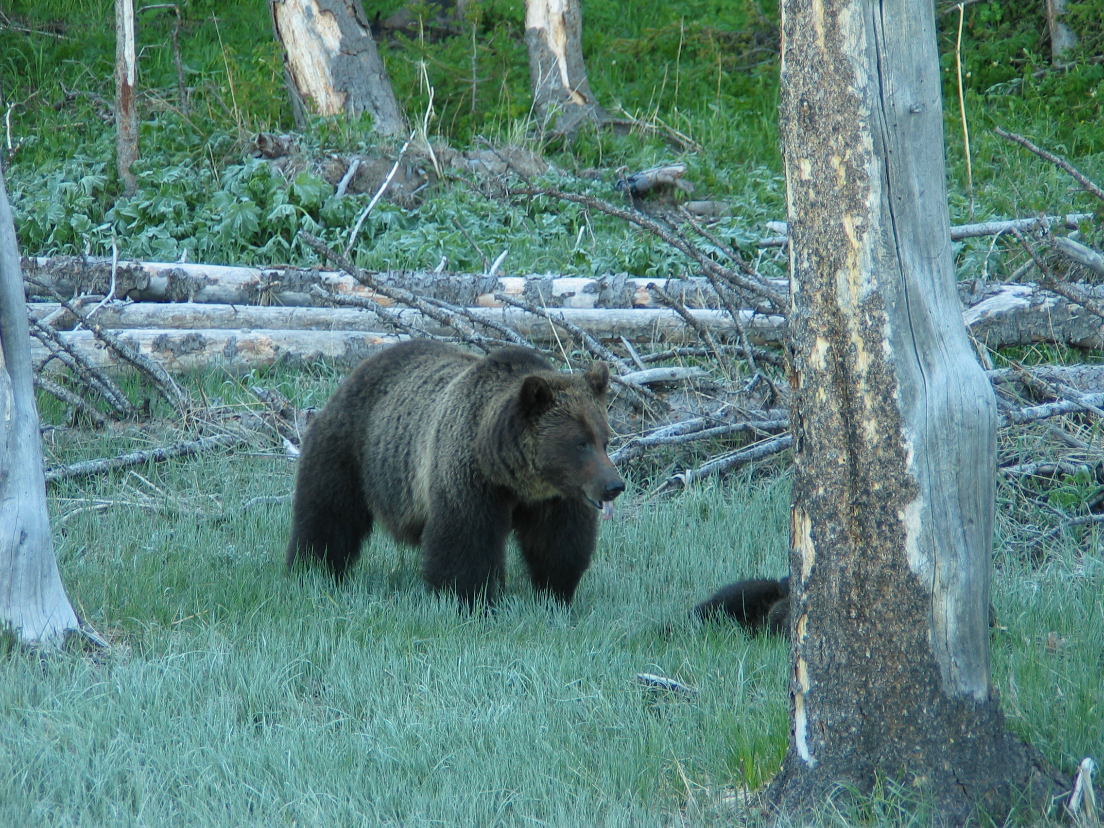 A grizzly sow moves her cubs. (Photo Len Trout.)
