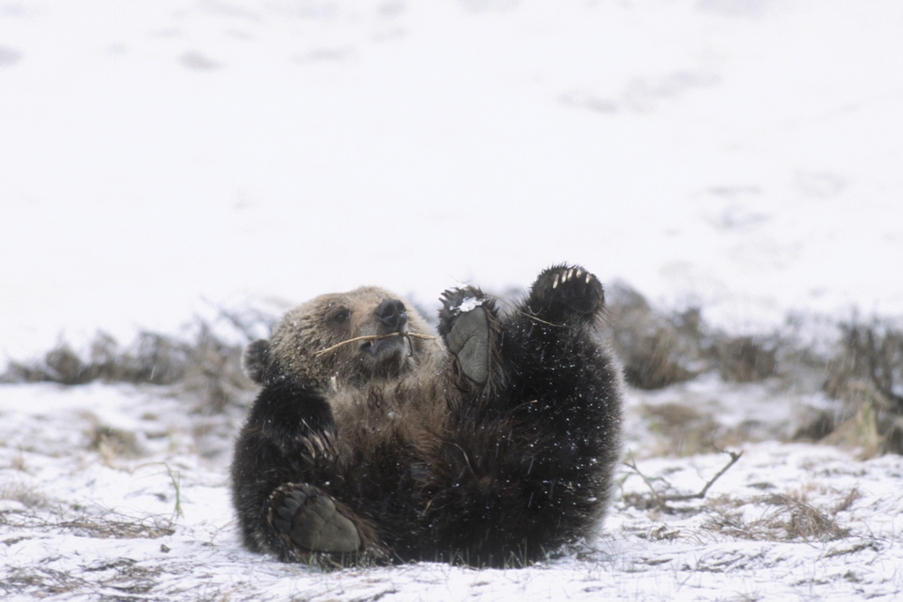 Grizzly bear rolling on its back. (Photo Tom Murphy.)