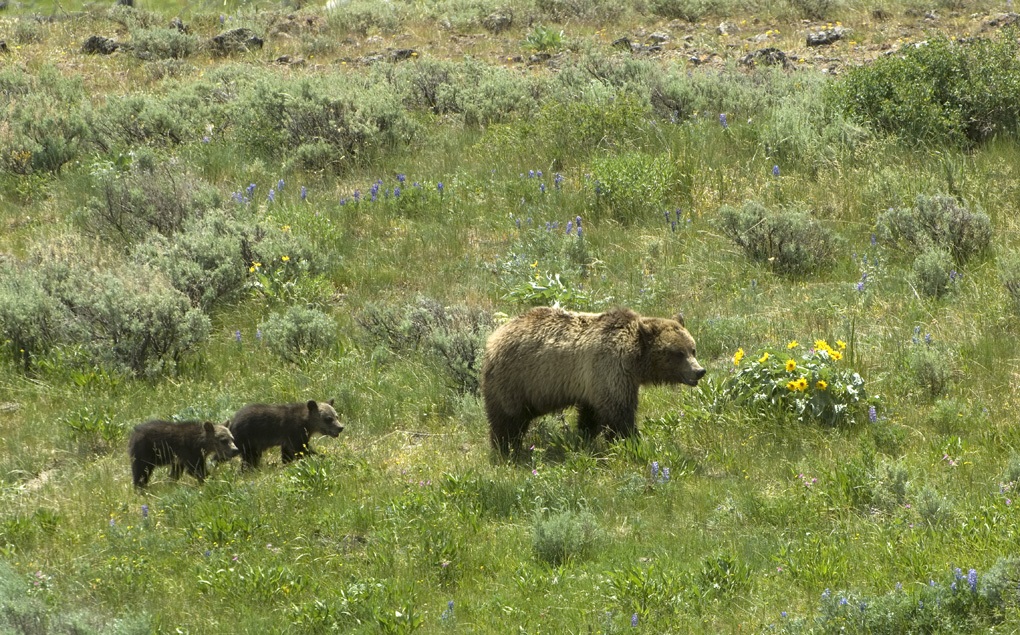 Grizzly sow and two cubs. (Photo Tom Murphy.)