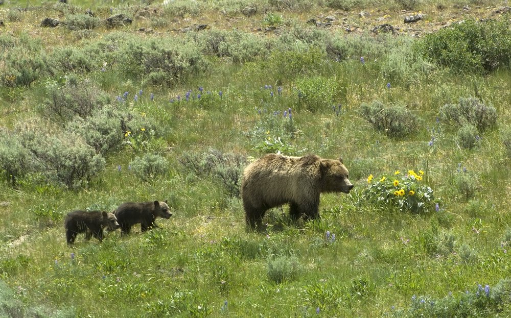 Grizzly sow and cubs. (Photo Tom Murphy.)