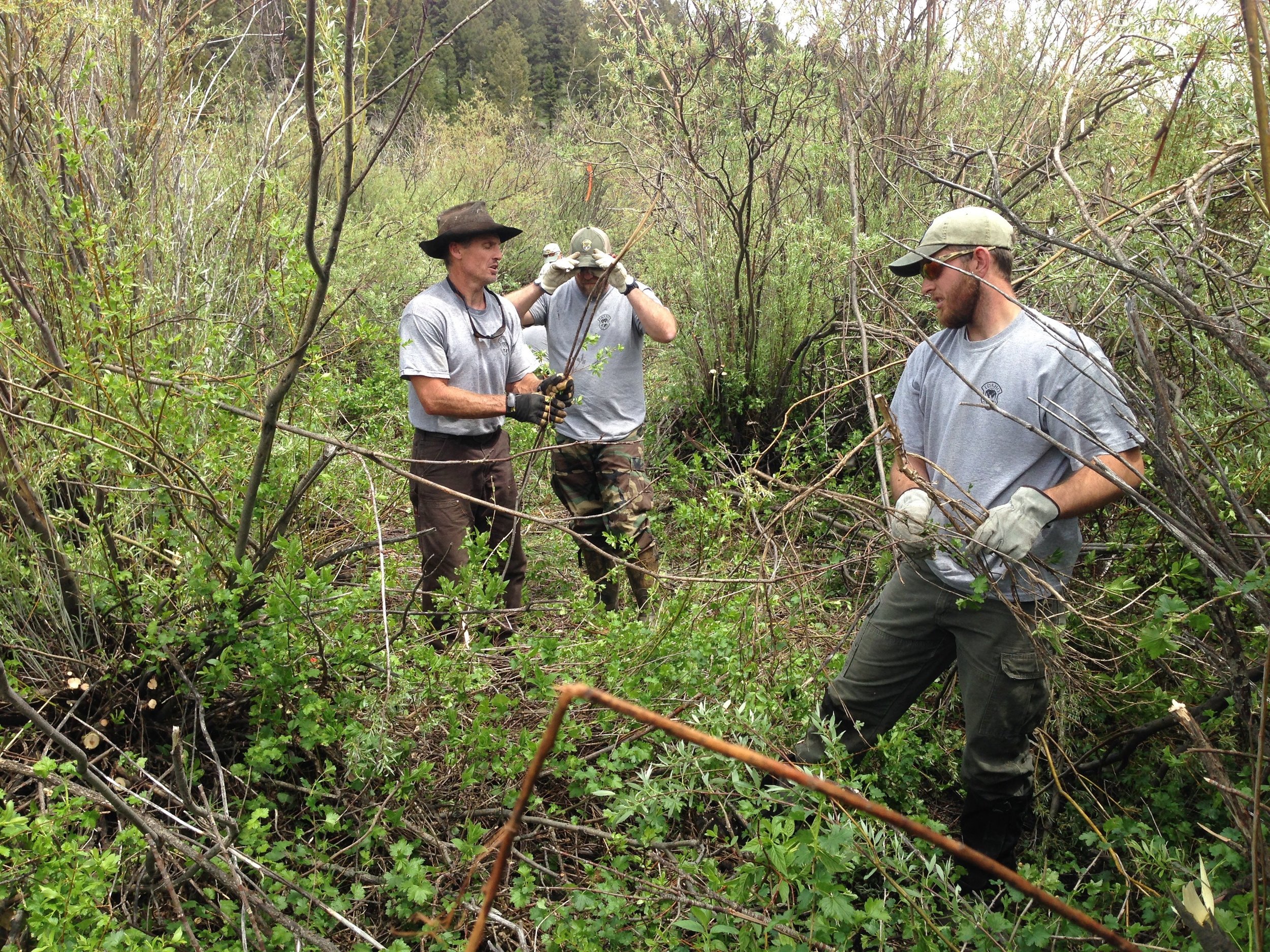 Curtis Hendricks (left) with other Idaho Department of Fish and Game employees clear willows on the Duck Creek Ranch. (Photo GYC.) 