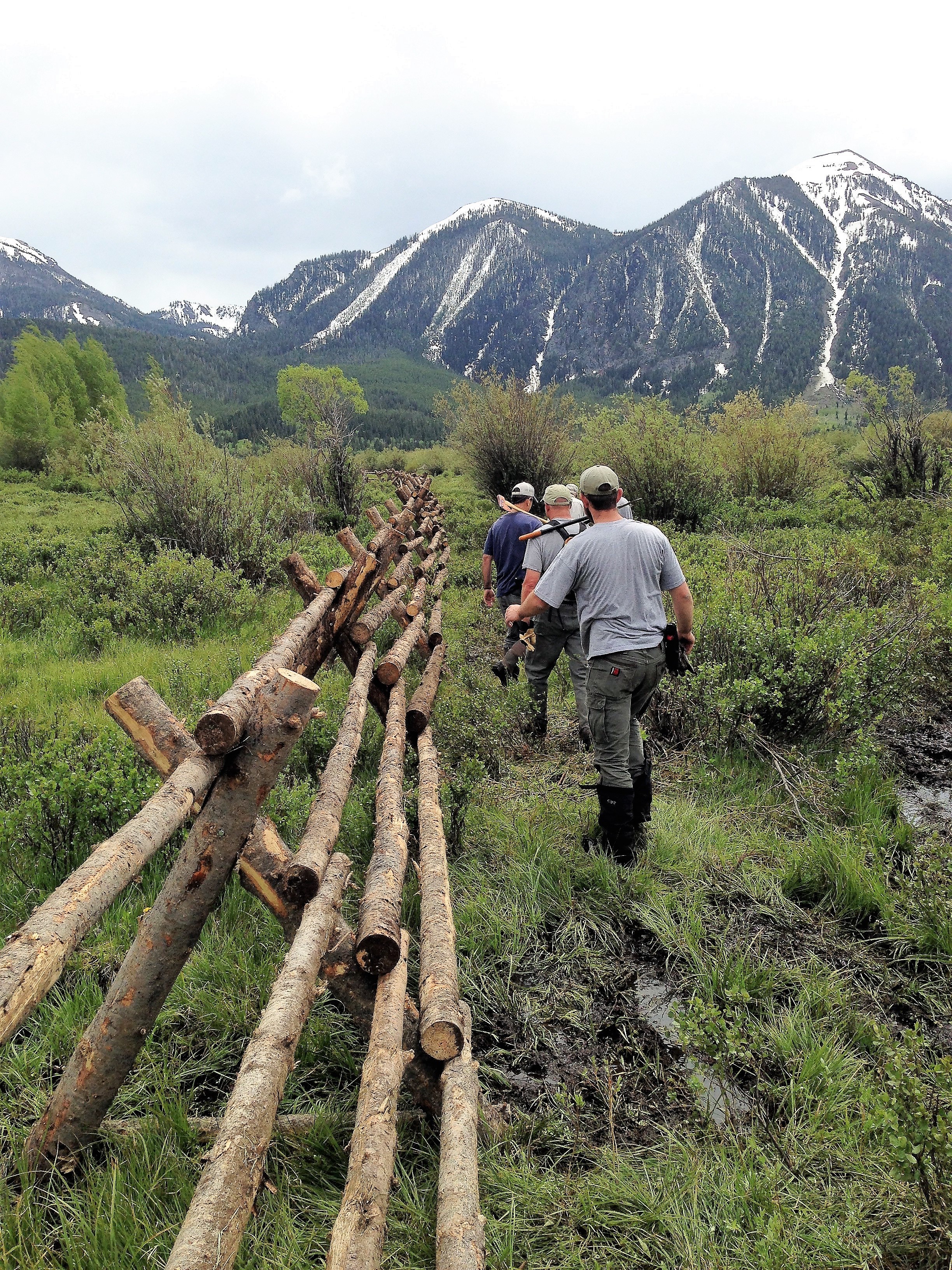 The Idaho Fish and Game crew walk the newly installed jack fence, which will help keep cows from getting stuck in the Duck Creek bogs and becoming an easy meal for grizzlies. (Photo GYC.)