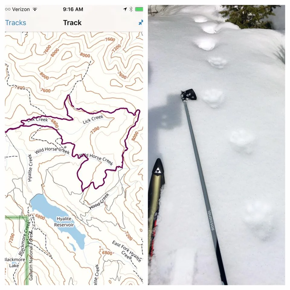 Wolverine tracks in Hyalite, March 2017. (Photo courtesy Joe Josephson.)