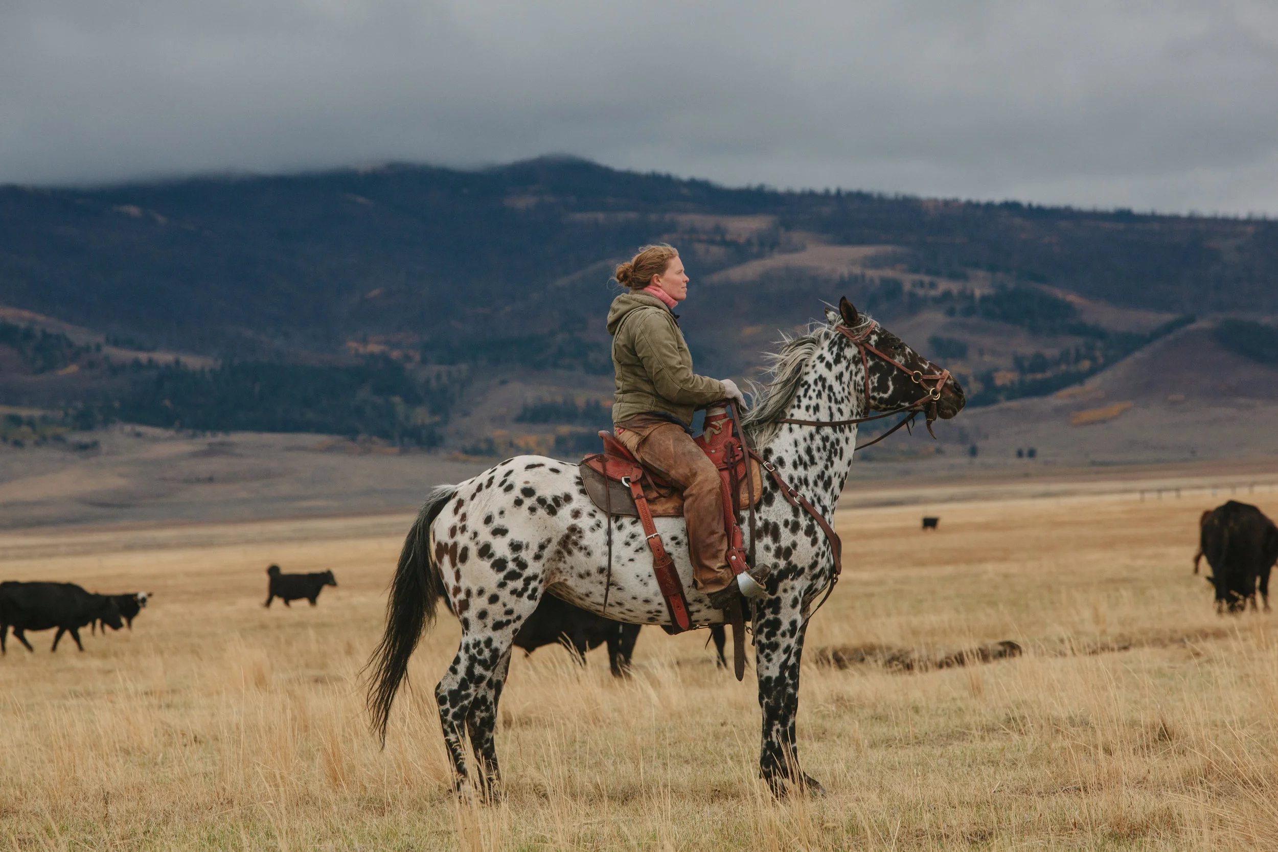A range rider checks on a herd of cow/calf pairs in the Centennial Valley. Range riding, a tool used to mitigate livestock loss due to predation, is the human presence on the landscape at dawn and dusk employed during the summer grazing months. The primary duties of a range rider include tracking predators on the landscape, riding through cattle daily to look for sick or injured animals, looking for carcasses, and communicating findings to ranchers and landowners. Range riders may also help ranchers and livestock managers gather and move herds of cattle. 